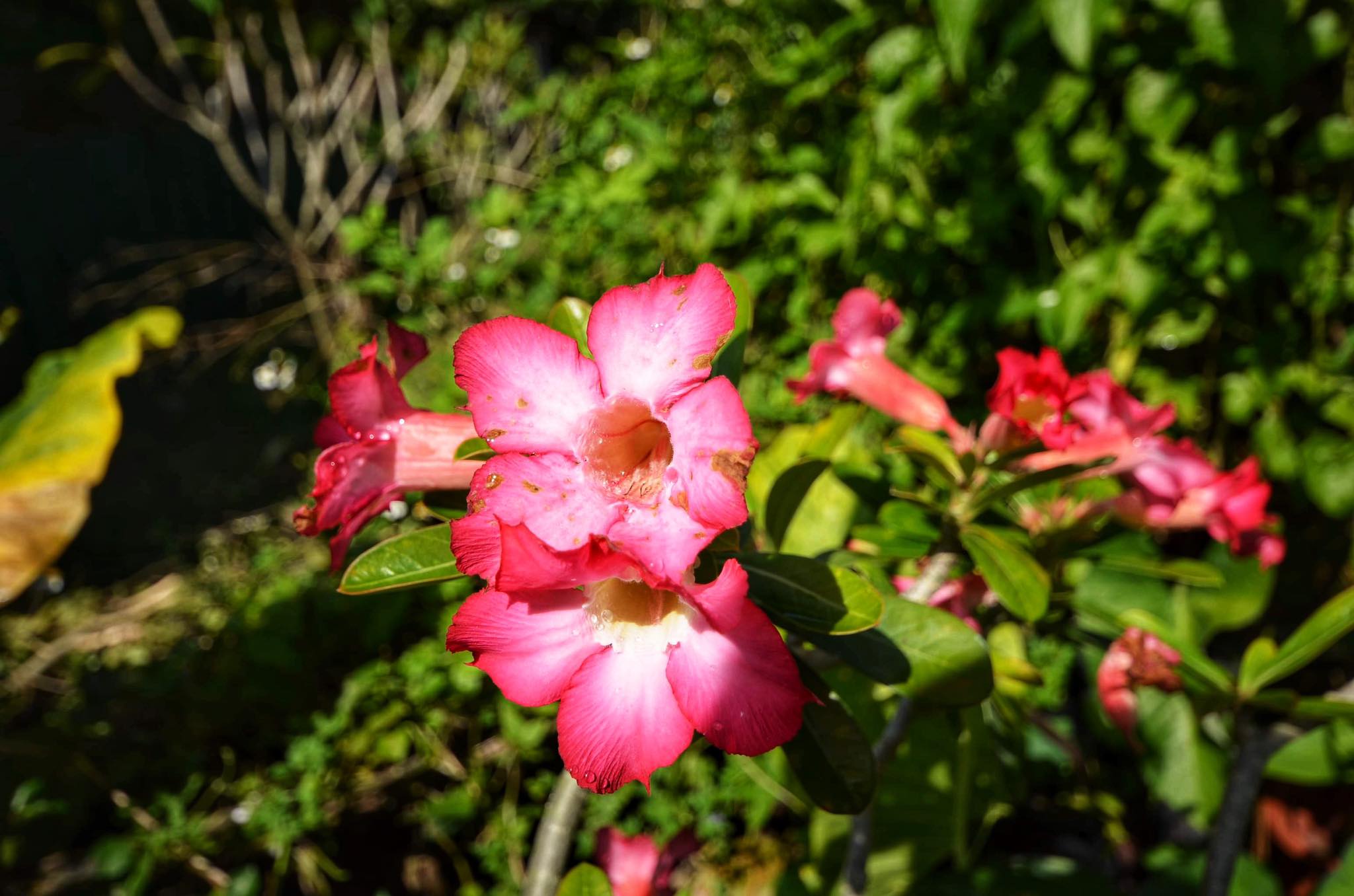 SIGMA LENS 10-20mm F4-5.6 EX DC HSM NIKON AIS MOUNT