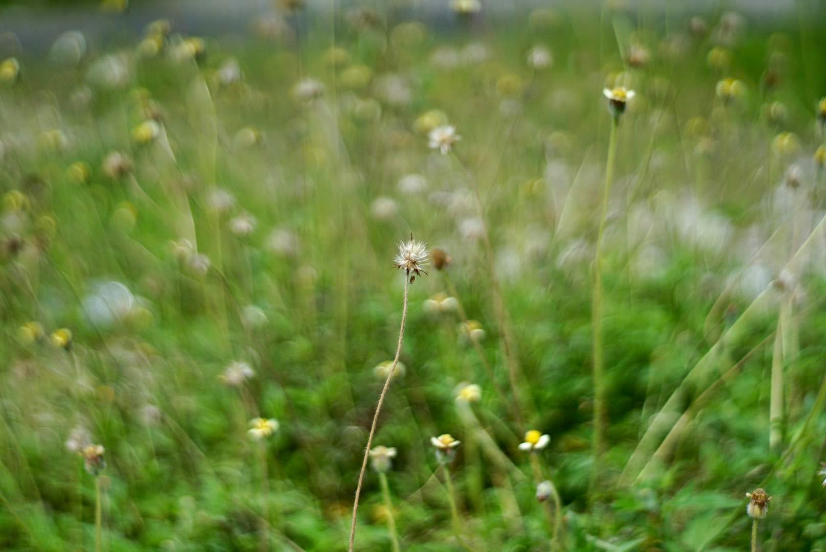 AUTO-TAKUMAR 55MM.F2 M42 MOUNT