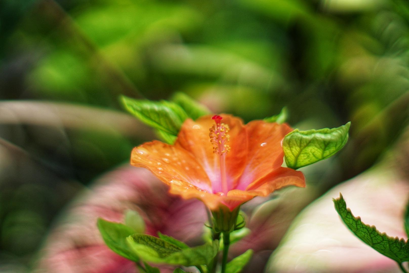 NIKON NIKKOR 55MM.F1.2 NIKON NON AI MOUNT (บากท้ายแล้ว)