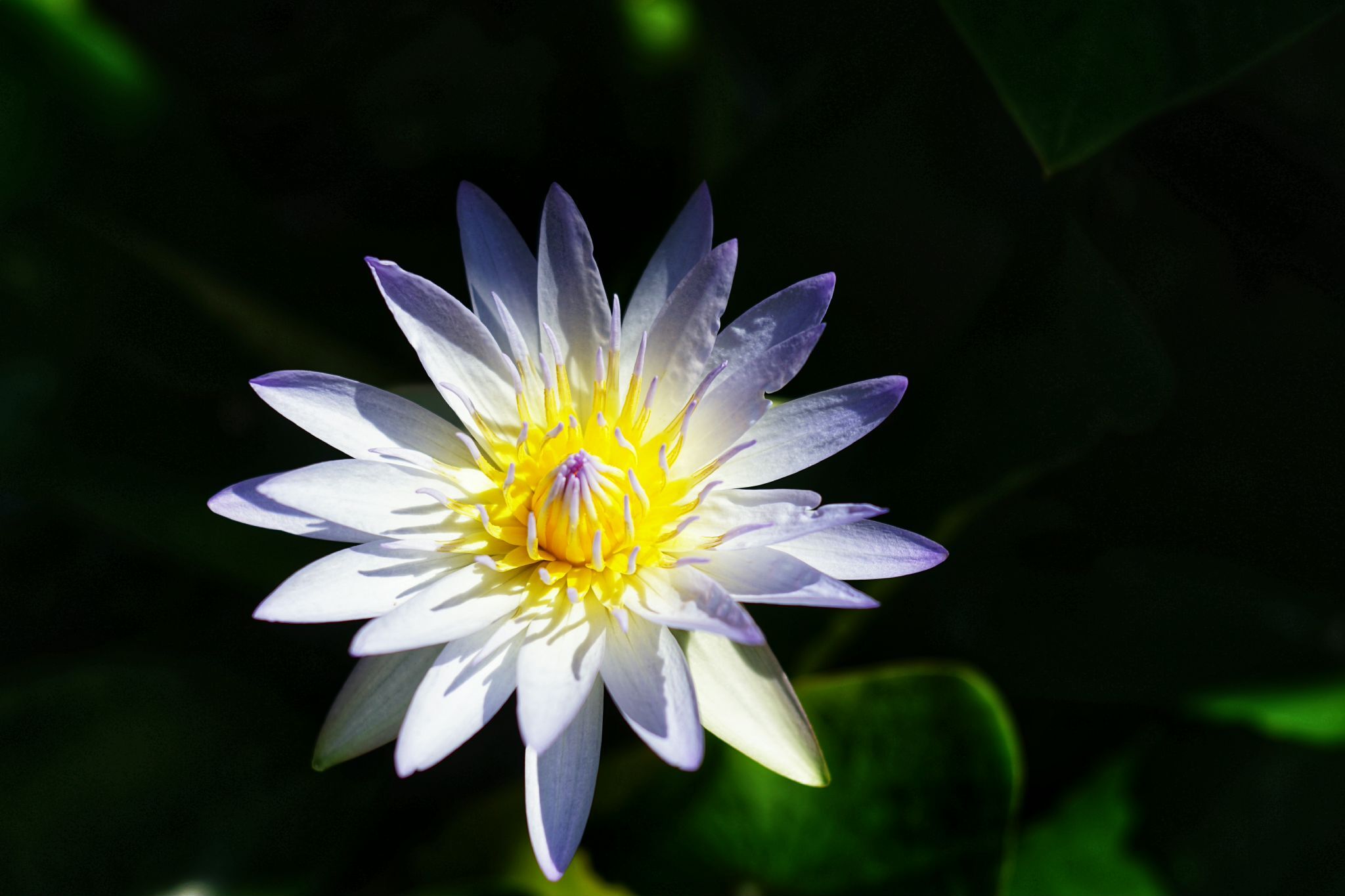 CARL ZEISS JENA DDR TESSAR 50MM.F2.8 M42 MOUNT