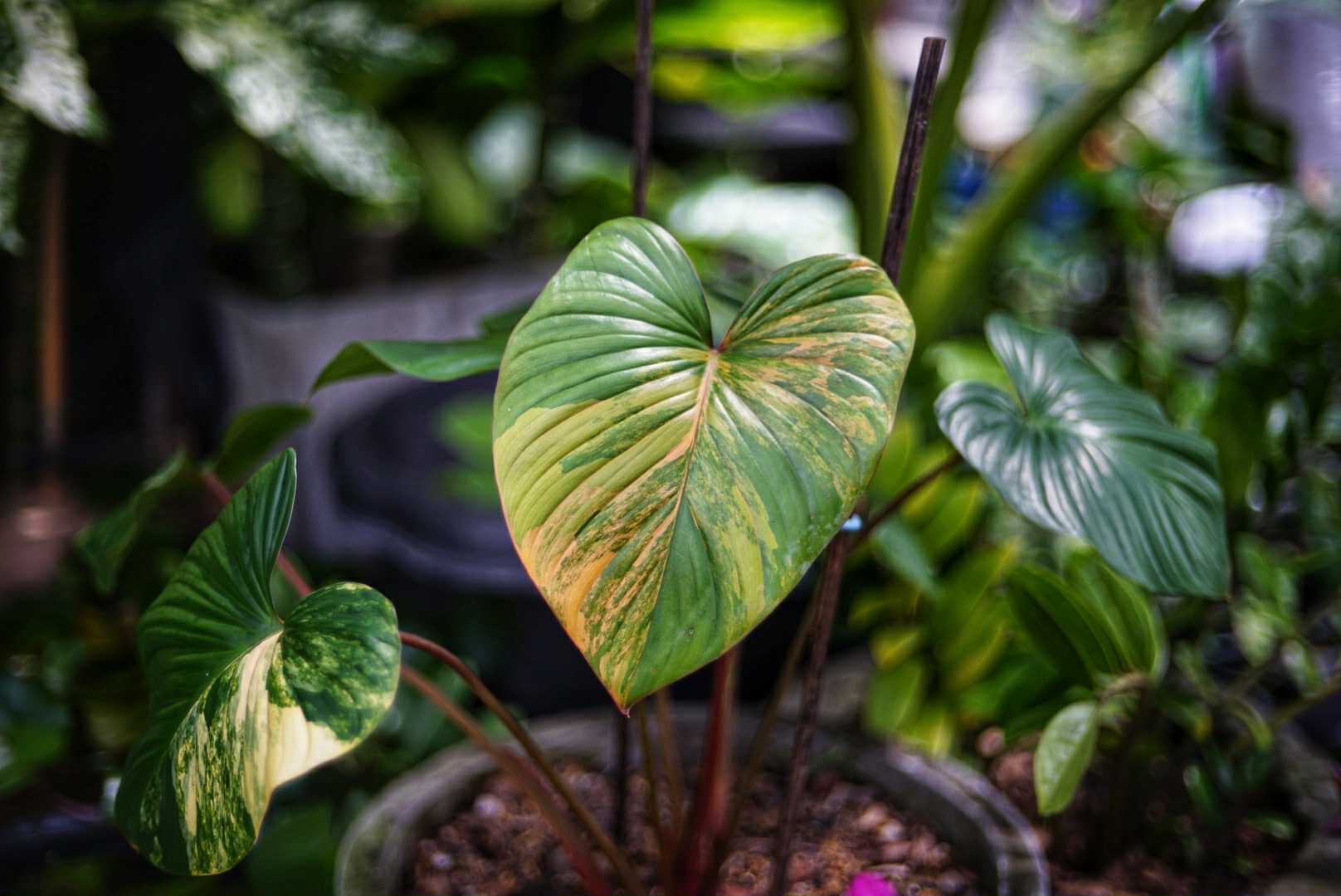 YASHICA COLOR YASHINON-DX 45MM.F1.7 MODIFIED M39 MOUNT