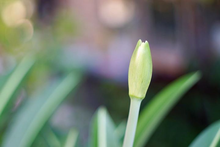 CANON LENS FL 50MM.F1.8 FL MOUNT