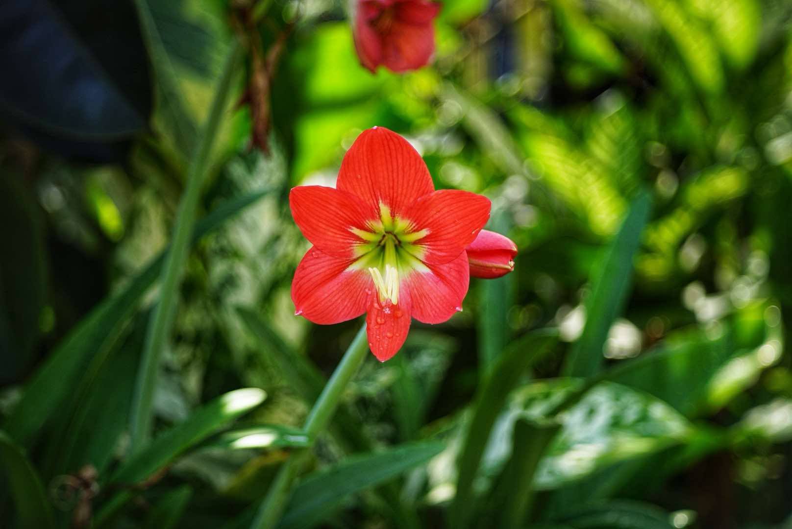 KONICA HEXANON 45MM.F1.8 MODIFIED M39 MOUNT