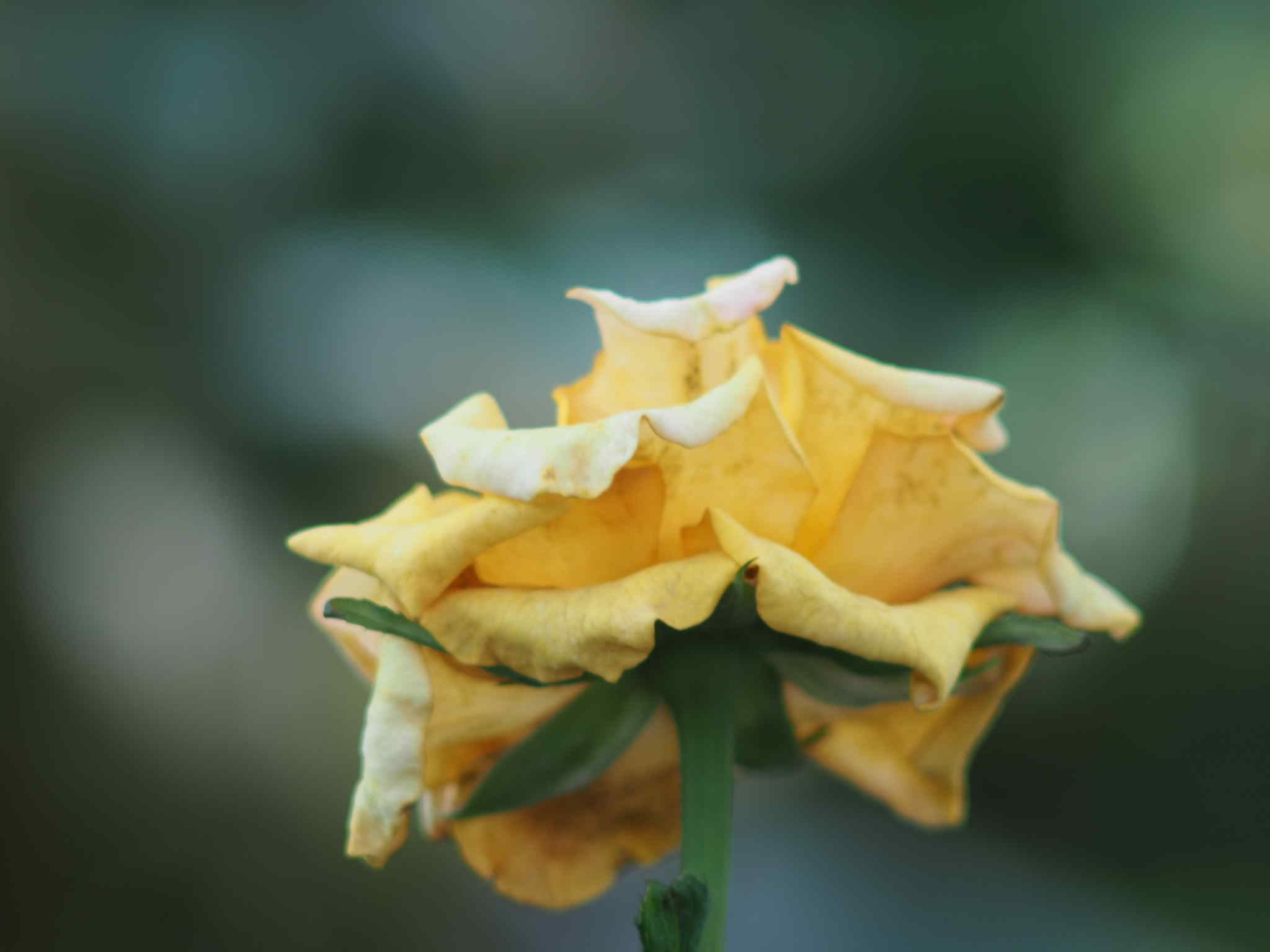 SMC PENTAX-M 200MM.F4 PK MOUNT