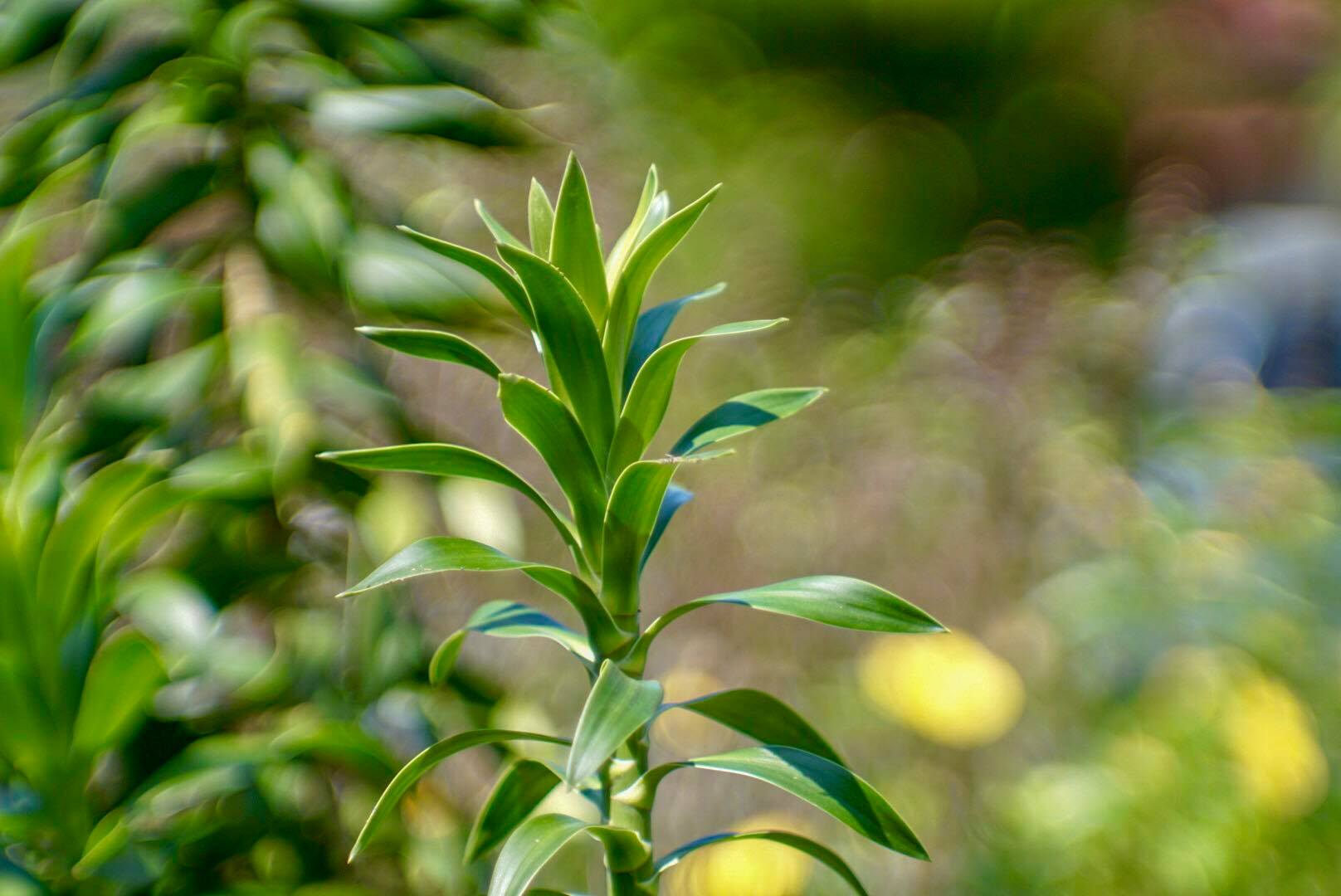 JUPITER-9 85MM.F2 M42 MOUNT