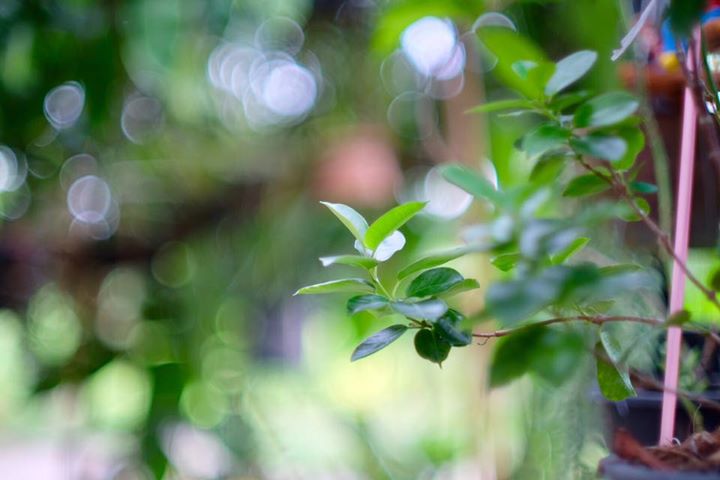 NIKON LENS SERIES E ZOOM 36-72MM.F3.5 AIS MOUNT