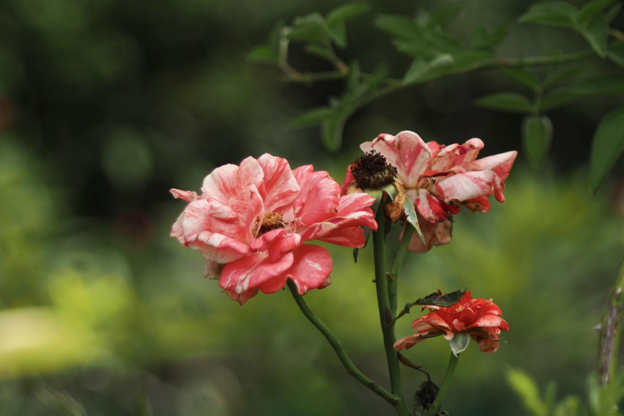 MAMIYA-SEKOR ZOOM C 55-110MM.F4.5 N M645 MOUNT