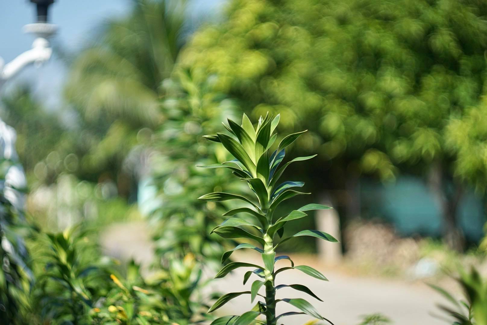 HELIOS-44-2 58MM.F2 M42 MOUNT