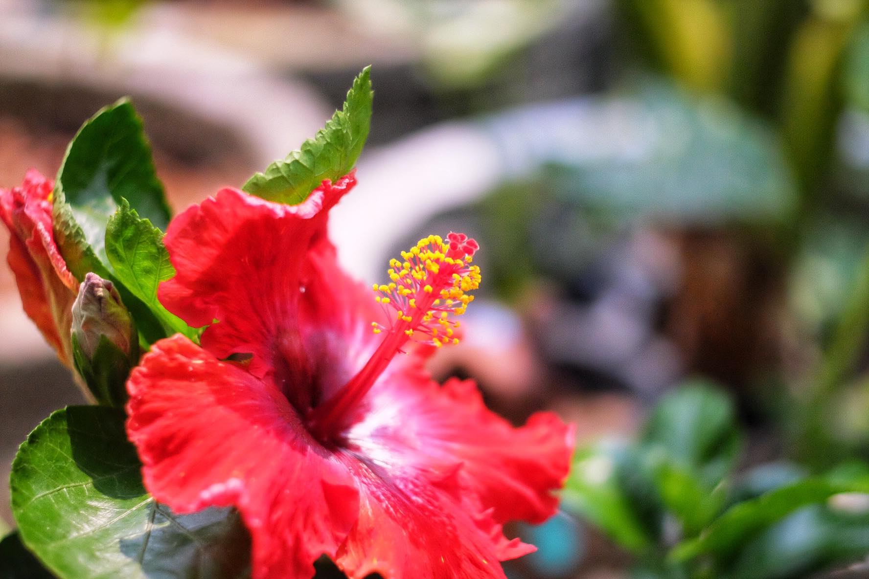 CANON SUPER-CANOMATIC LENS R 50MM.F1.8 FL MOUNT