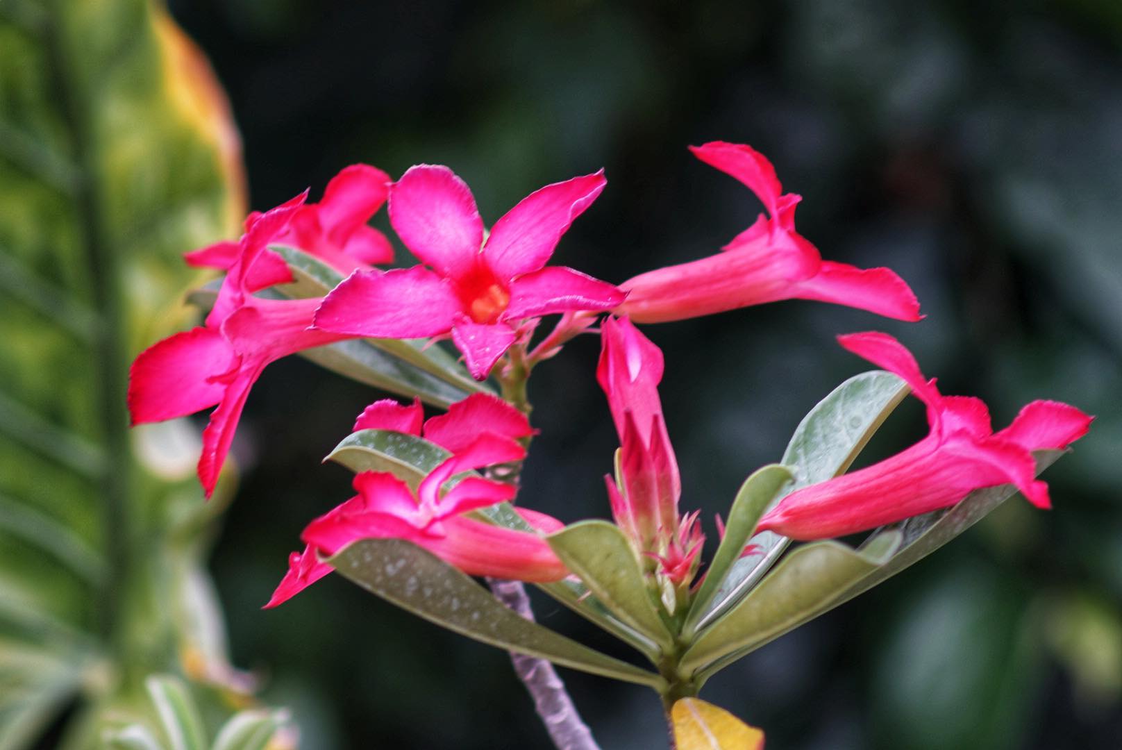 NIKON AF NIKKOR 75-300mm f/4.5-5.6 MACRO AIS MOUNT