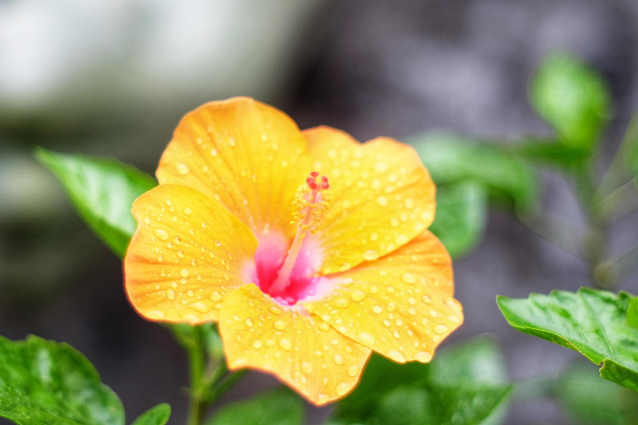SUPER TAKUMAR 55MM.F1.8 M42 MOUNT