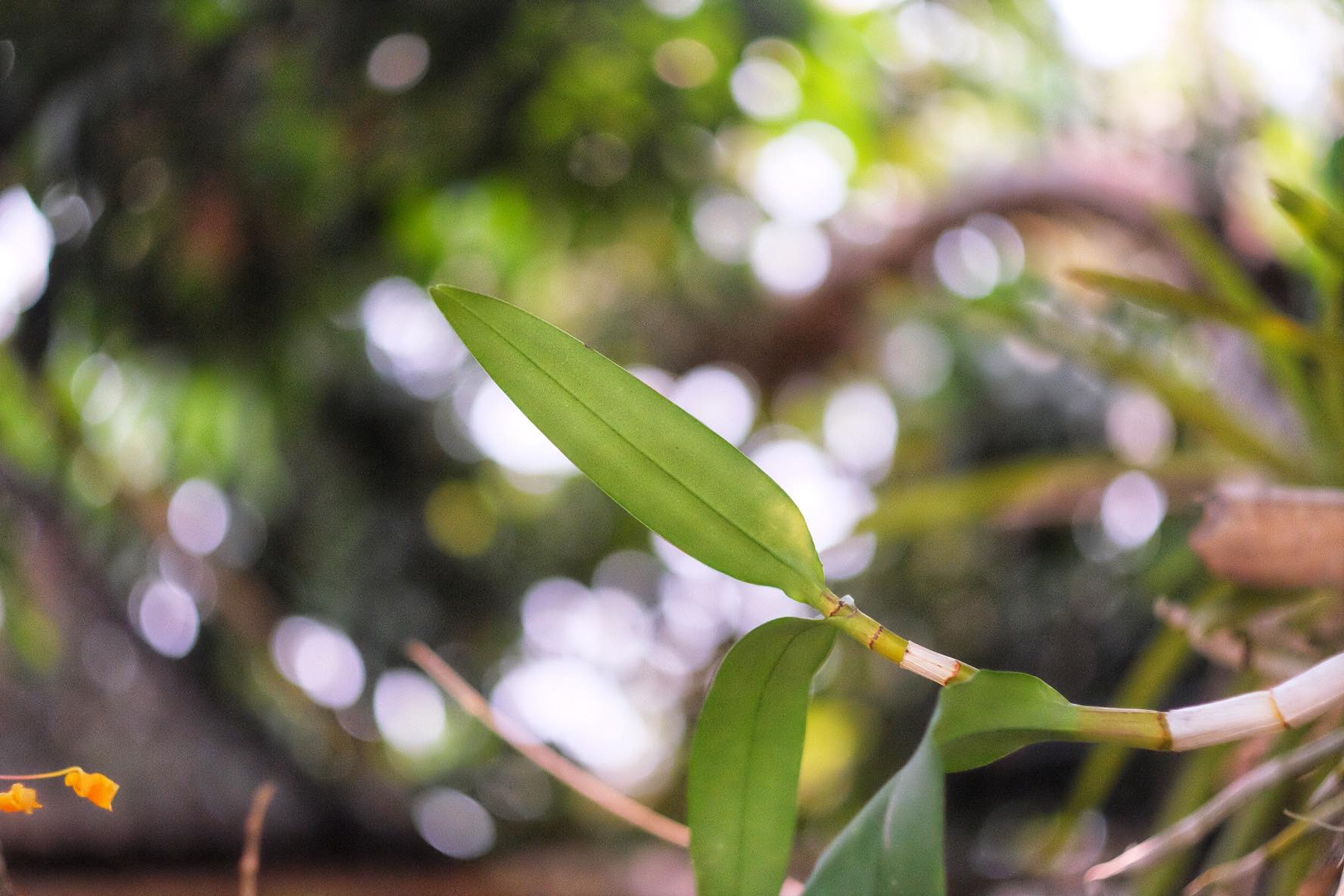 CANON SUPER-CANOMATIC LENS R 50MM.F1.8 FL MOUNT