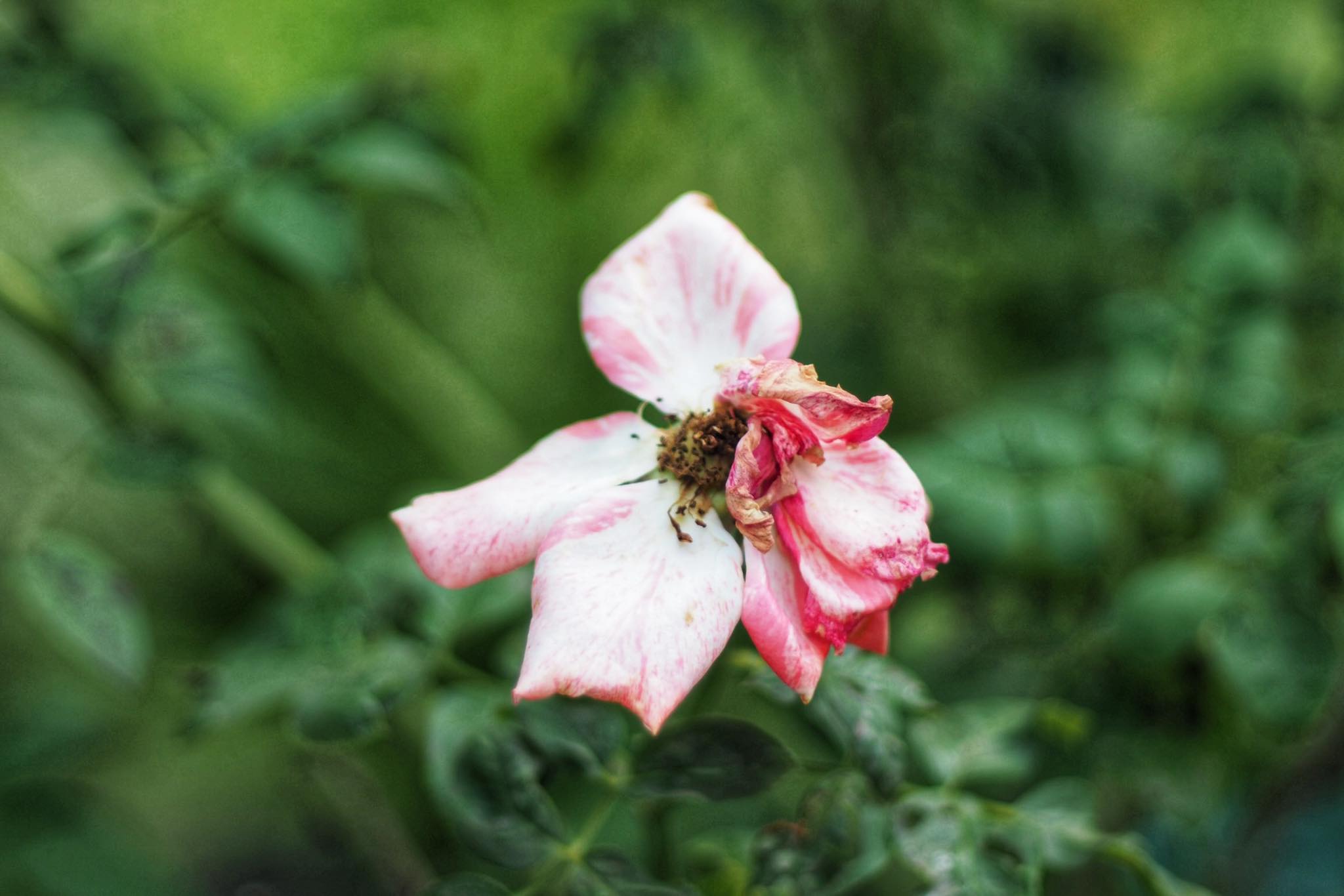 CANON LENS FD 50MM.F1.8 S.C FD MOUNT