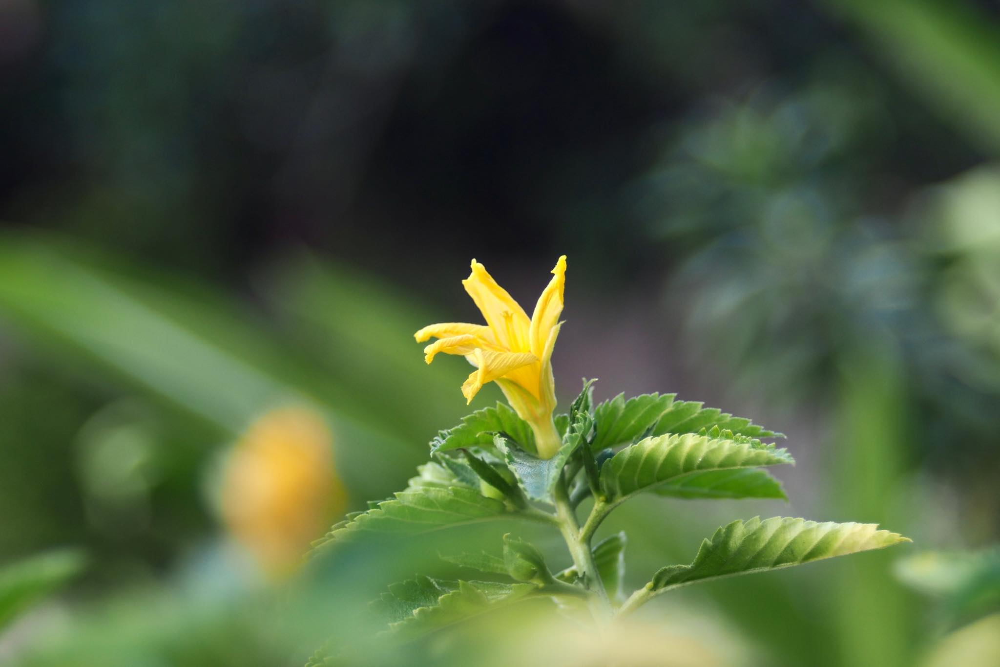 AF NIKKOR 35-70MM.F3.3-4.5 MACRO NIKON AIS MOUNT