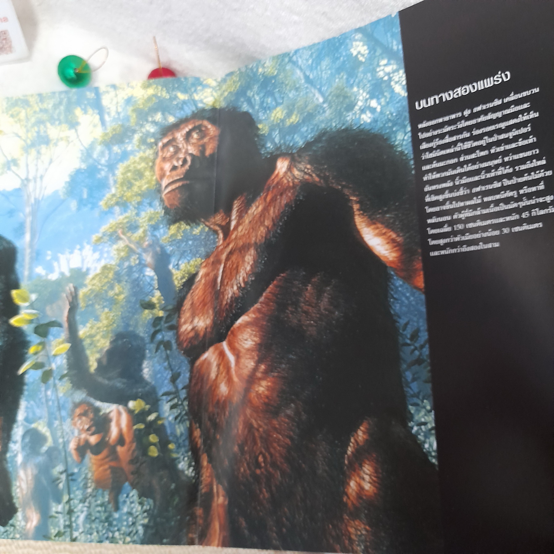 National Geographic ไขปริศนากำเนิดมนุษย์ (ปกแข็ง) / ฉบับภาษาไทย