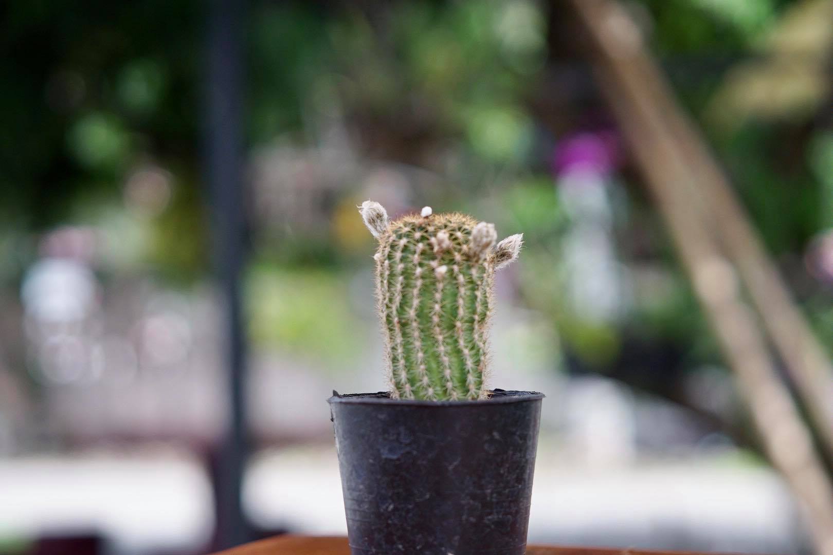 NIKON EL 50MM.F2.8 FOR SONY E MOUNT