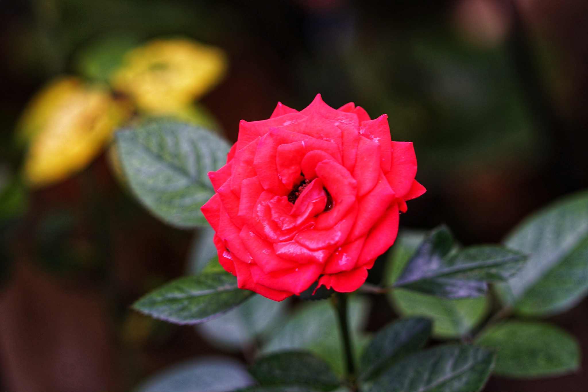 ERNST LEITZ GMBH WETZLAR ELMAR 90MM.F4 LEICA M MOUNT