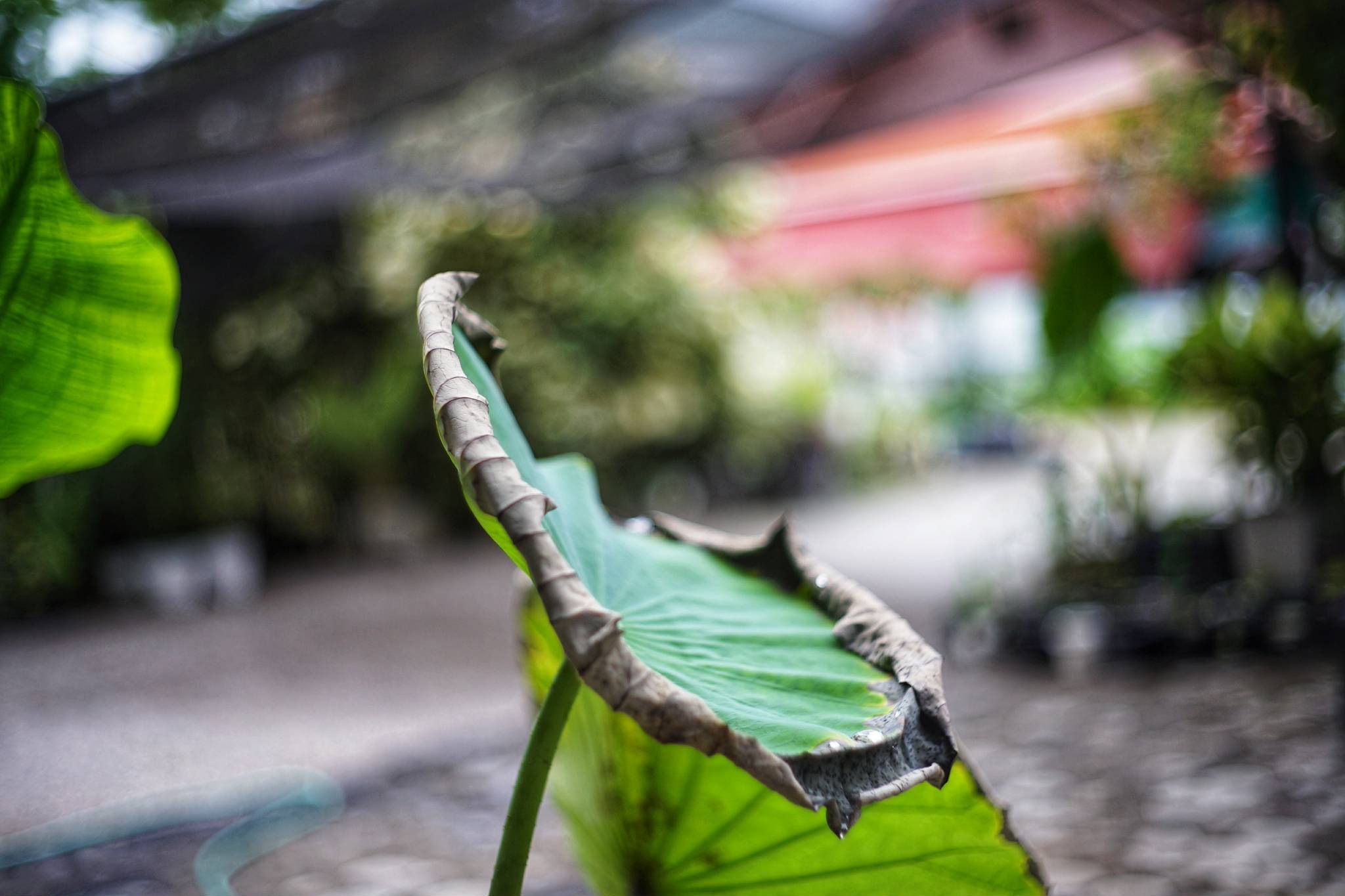 YASHICA YASHINON-DX 32MM.F1.7 MODIFIED SONY E MOUNT