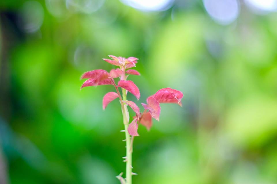 SMC PENTAX-M 50MM.F1.4 PK MOUNT