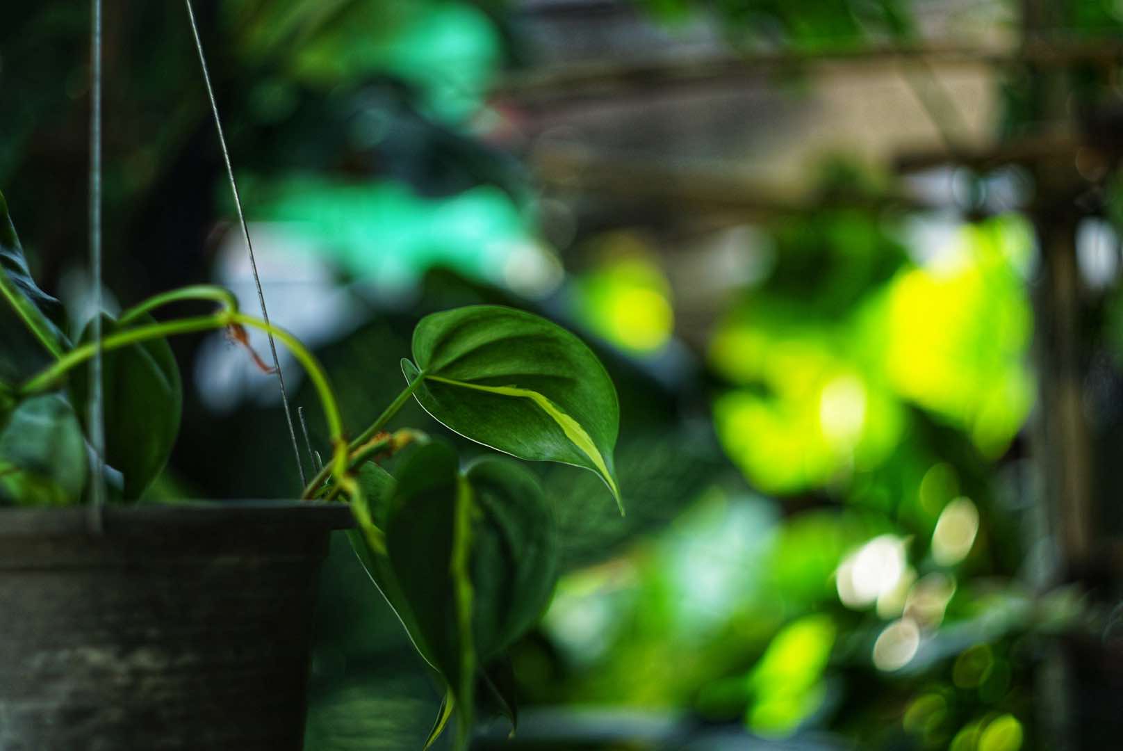 MAMIYA-SEKOR F.C.48MM.F1.9 MODIFIED M39 MOUNT
