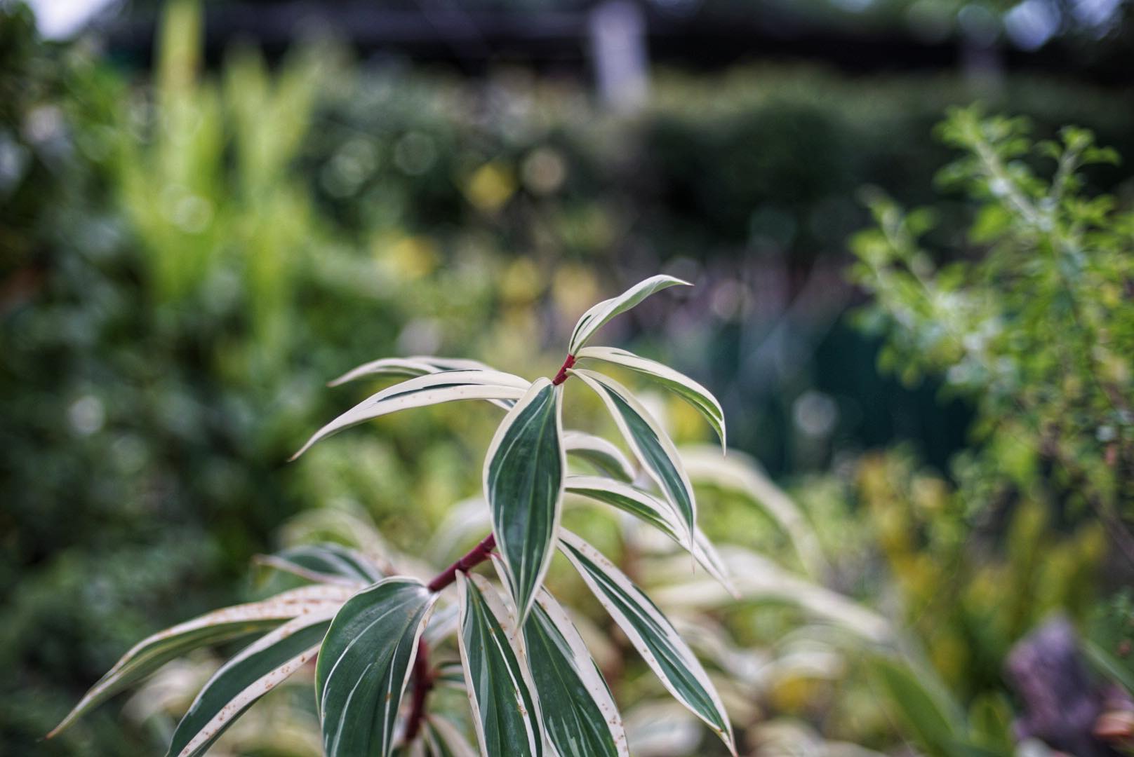 NIKON AF NIKKOR 50MM.F1.4D AIS MOUNT(NO.5)