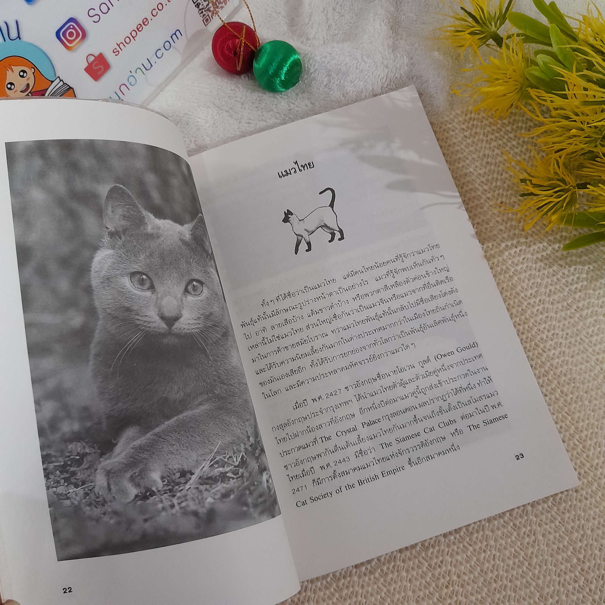 การเลี้ยงแมว / บัณฑิตย์ สุริยพันธ์