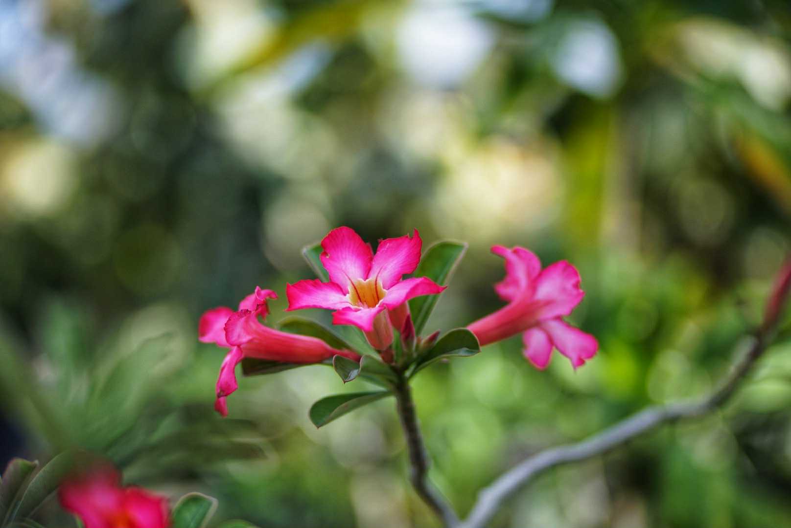 ISCO 85MM.F2.4 MODIFLY M42 MOUNT