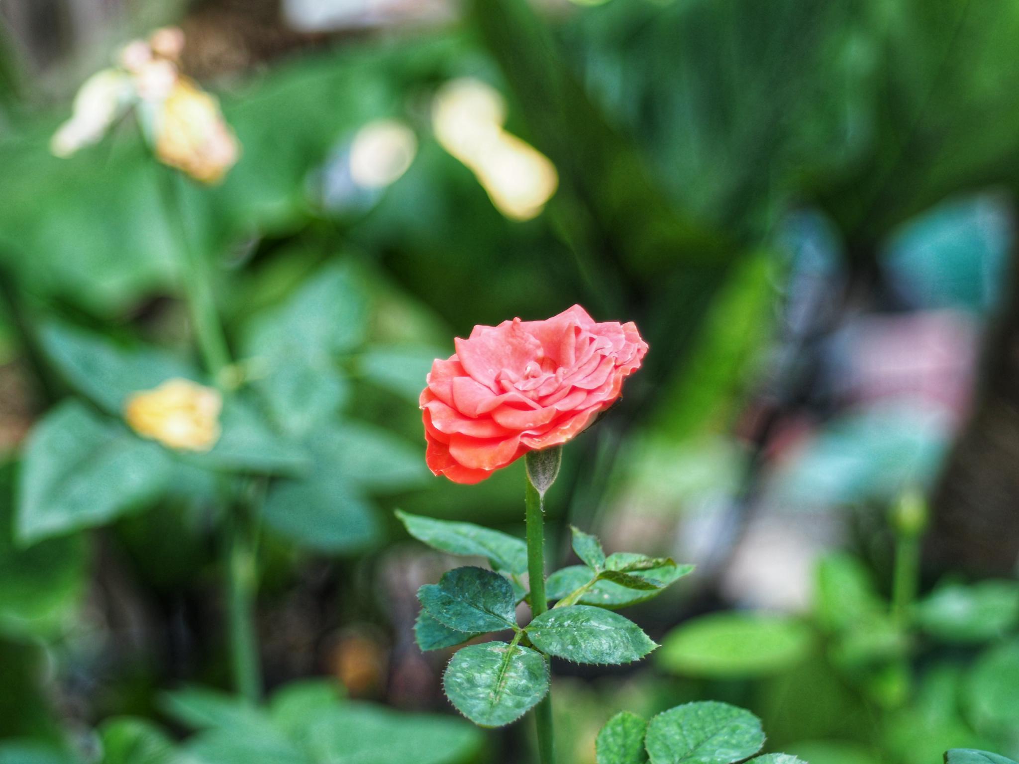 NIKON ZOOM NIKKOR 35-105MM.F3.5-4.5 MACRO AIS MOUNT