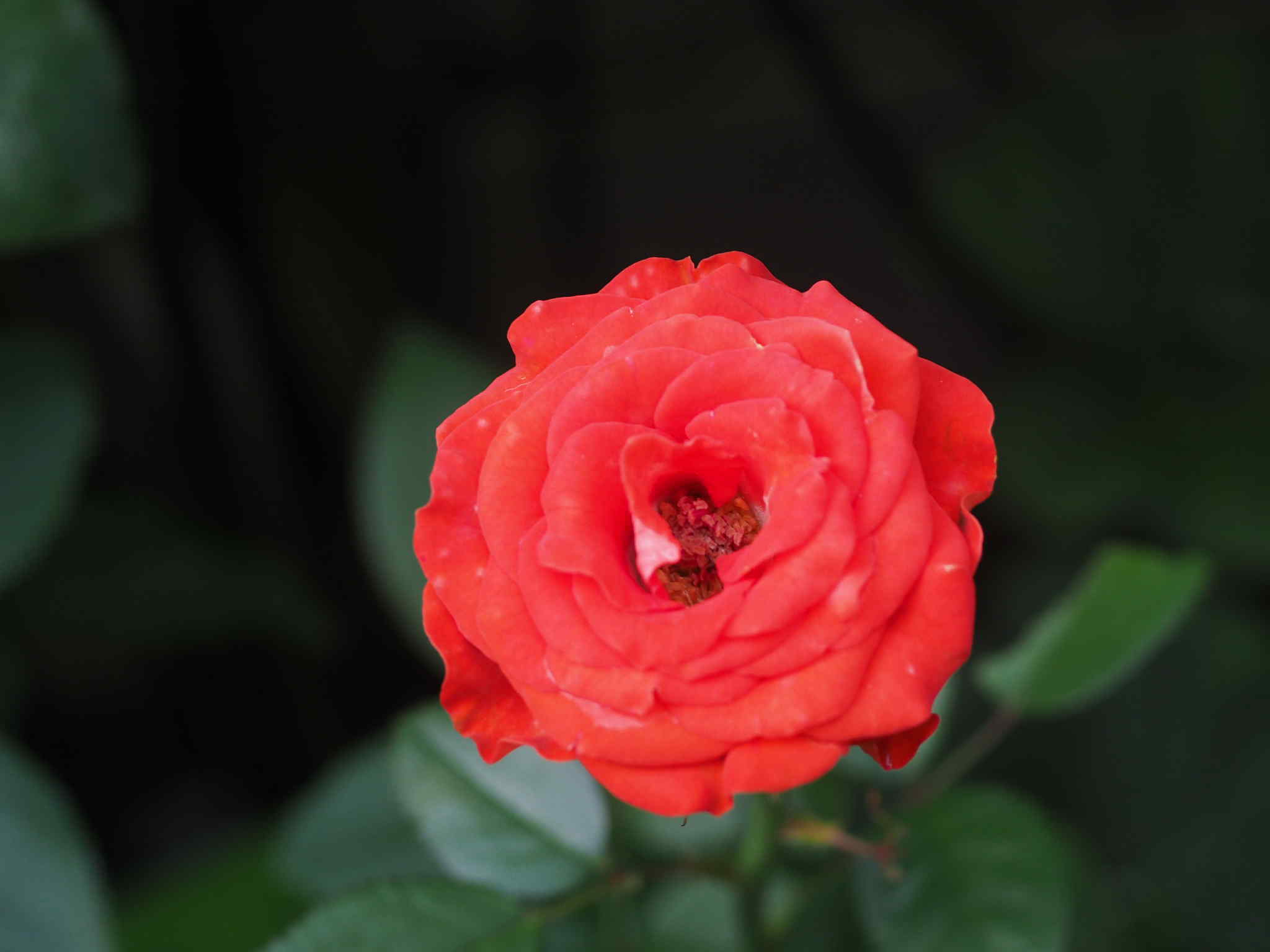 SMC PENTAX-M MACRO 50mm.f4 PK MOUNT