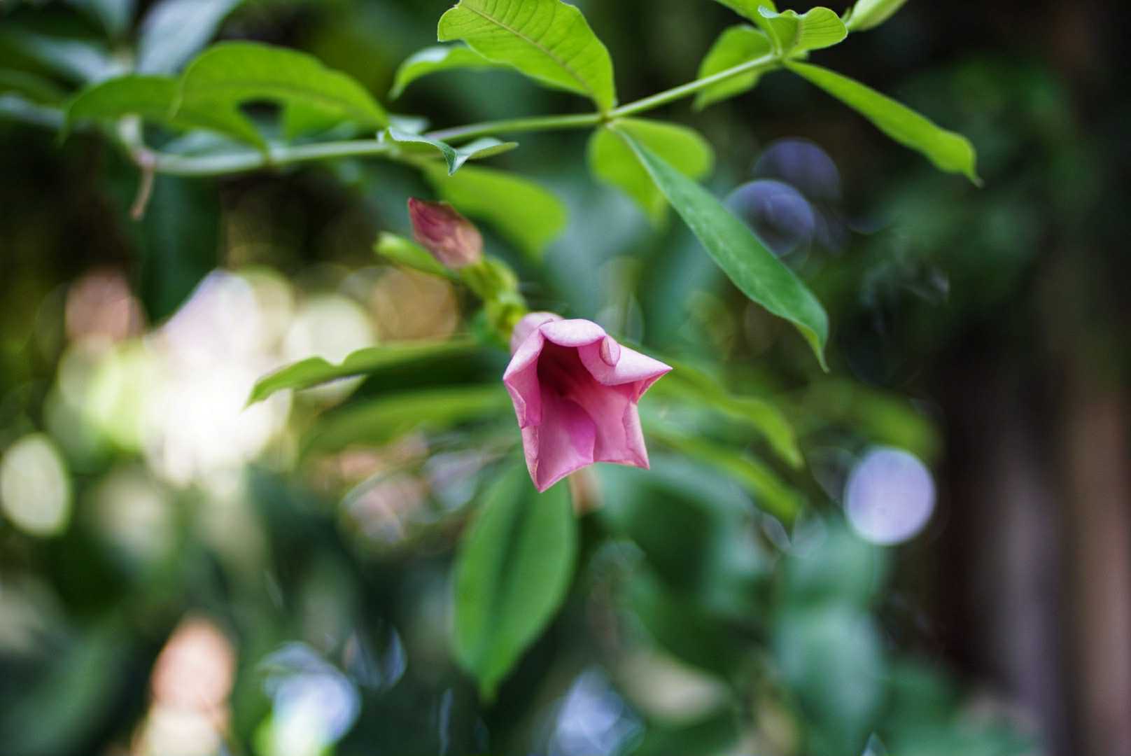 ISCO 85MM.F2.4 MODIFLY M42 MOUNT