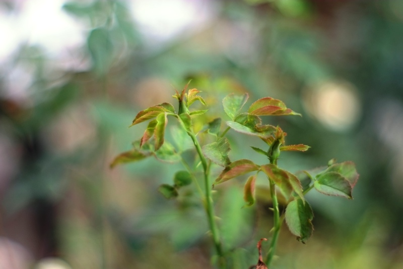 SMC PENTAX-M 50MM.F2 PK MOUNT