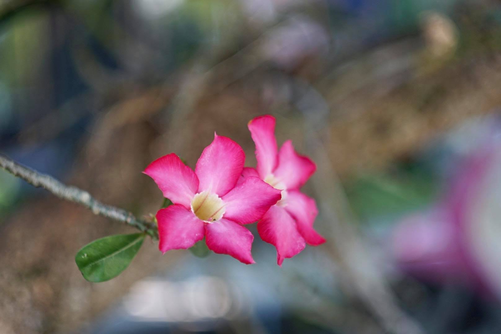 HELIOS-44-2 58MM.F2 M42 MOUNT