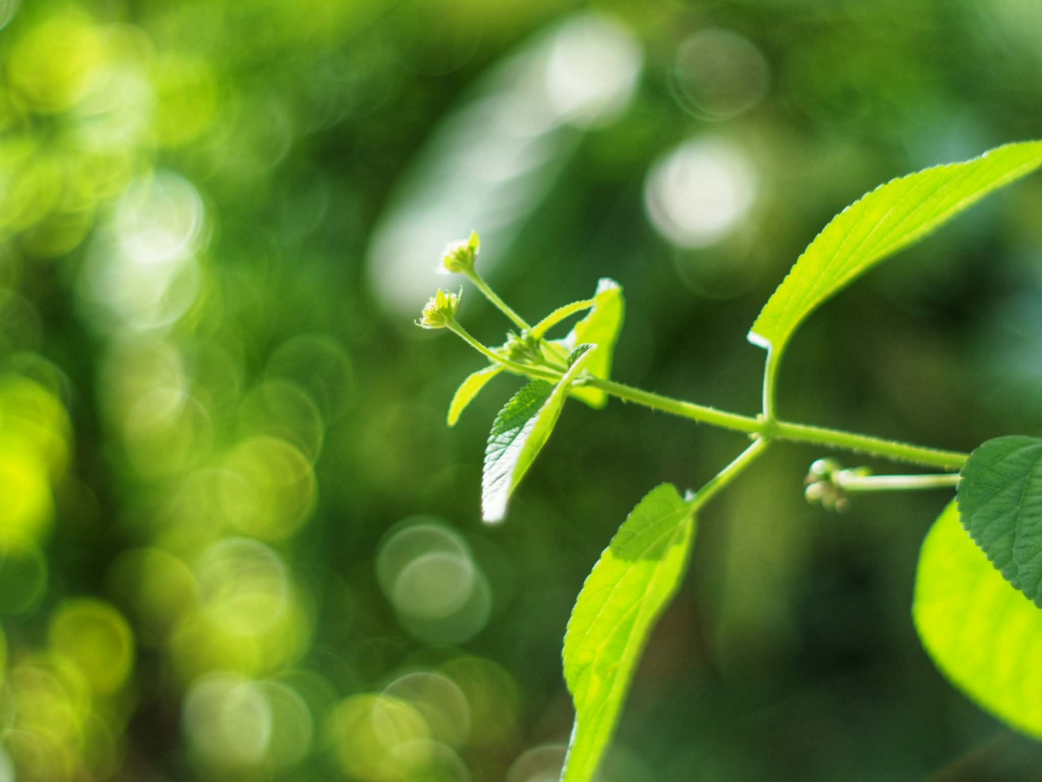 MINOLTA MD 50MM.F1.7 MD MOUNT