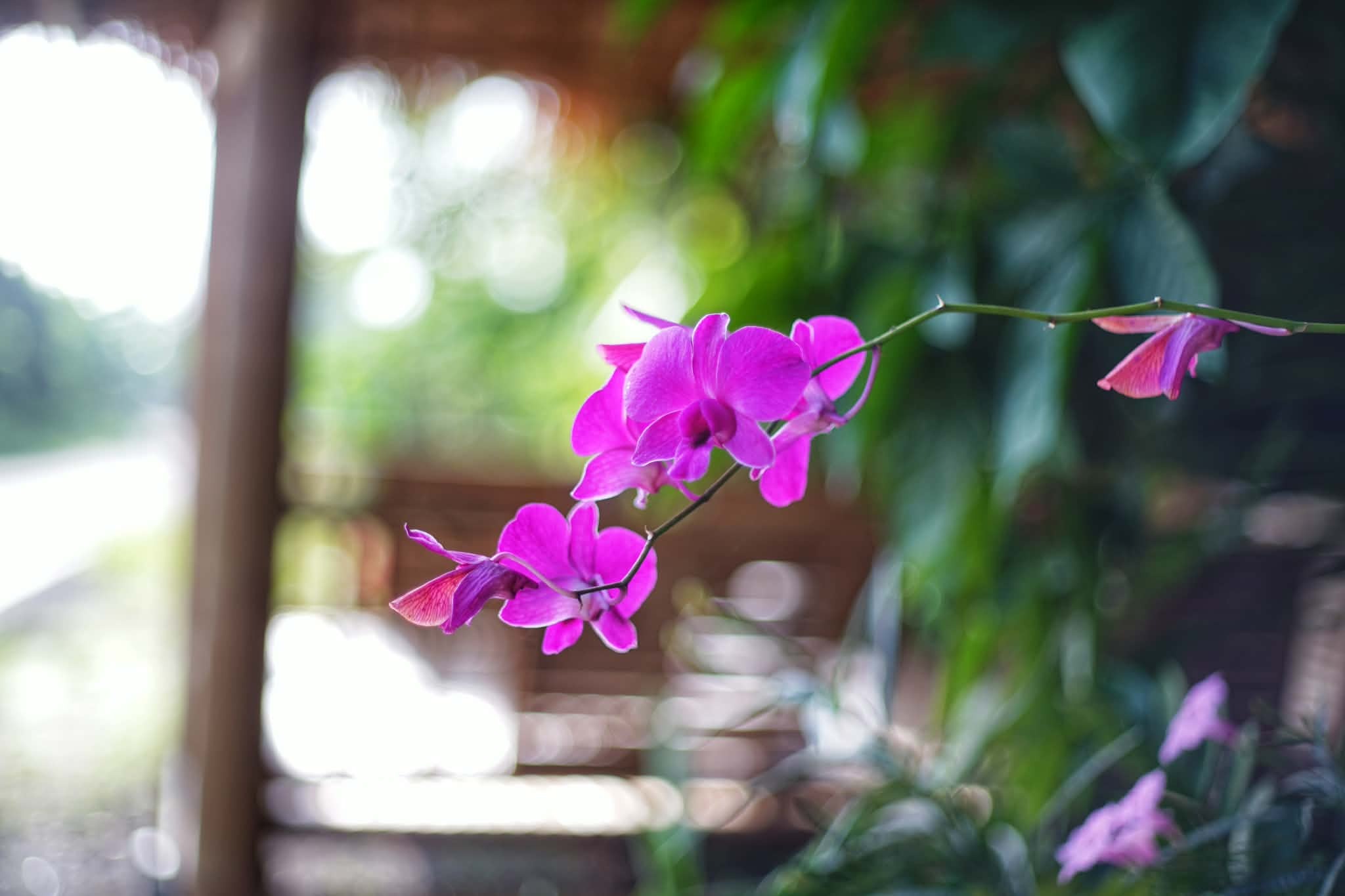 CANON LENS EX 50MM.F1.8 MODIFIED M39 MOUNT