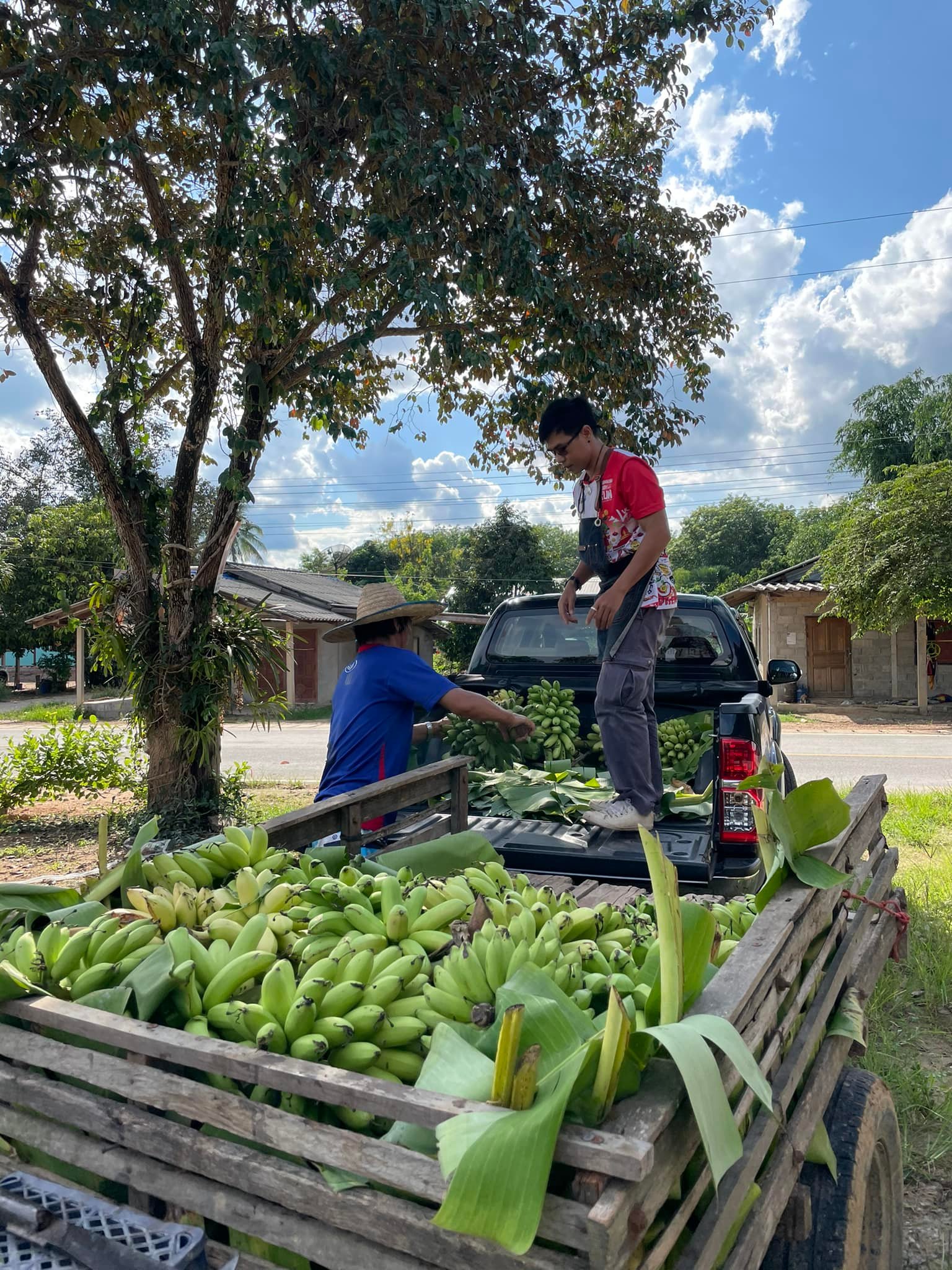 กล้วยน้ำว้าดิบผงวิตามินซีพลัส