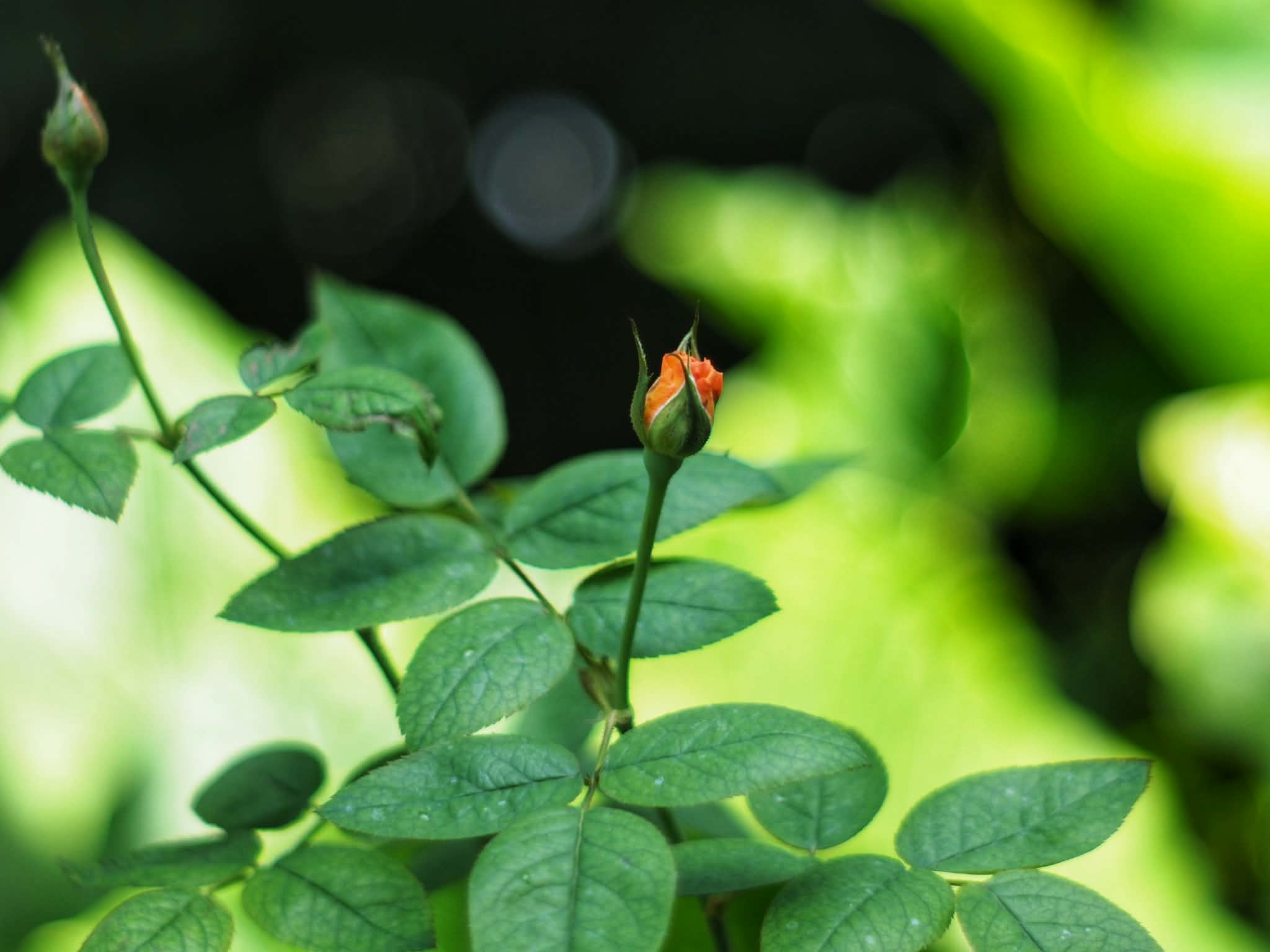 MINOLTA MD 50MM.F1.7 MD MOUNT