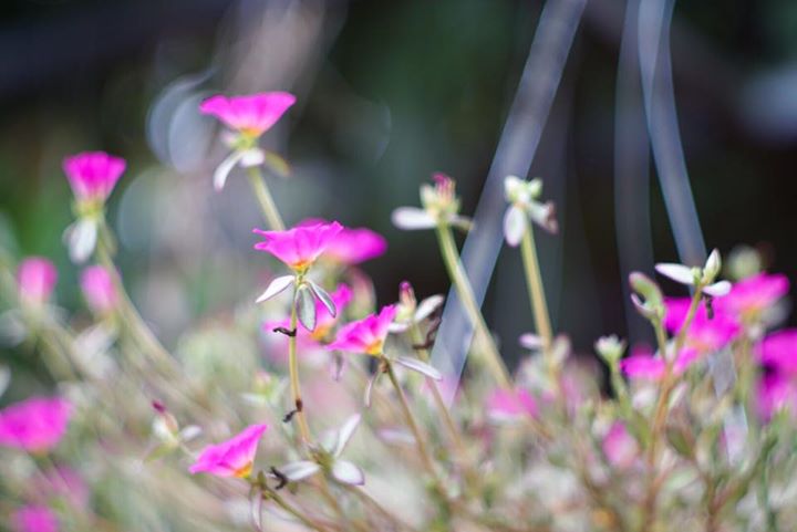 MINOLTA AUTO ROKKOR-PF 58MM. F1.4 MD MOUNT