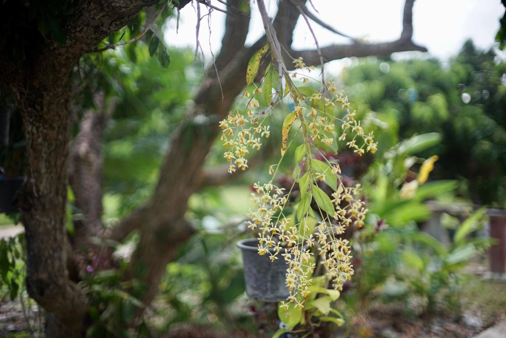 CANON LENS FL 50MM.F1.4 FL MOUNT