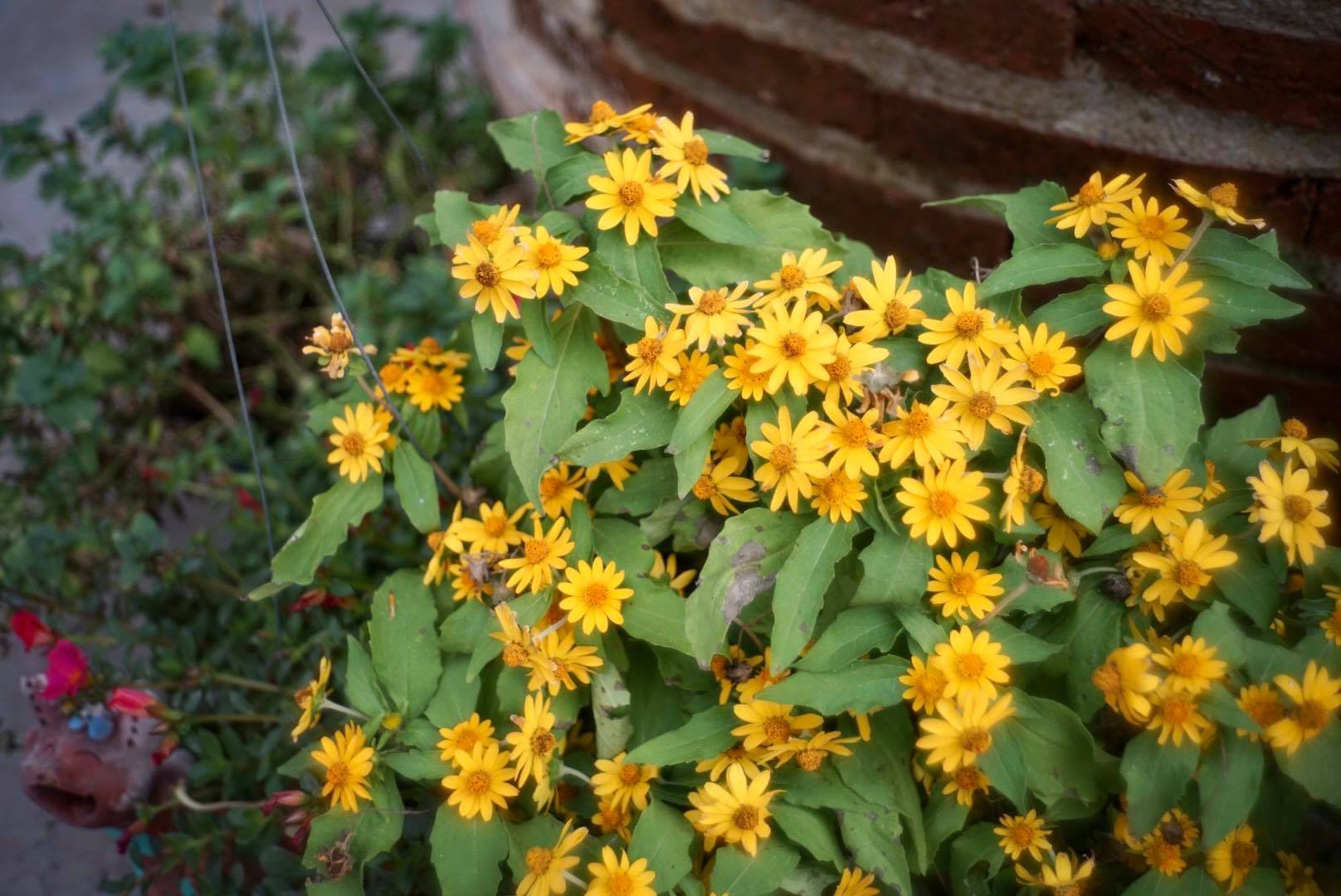 MINOLTA LENS 35MM.F2.8 MODIFIED M39 MOUNT