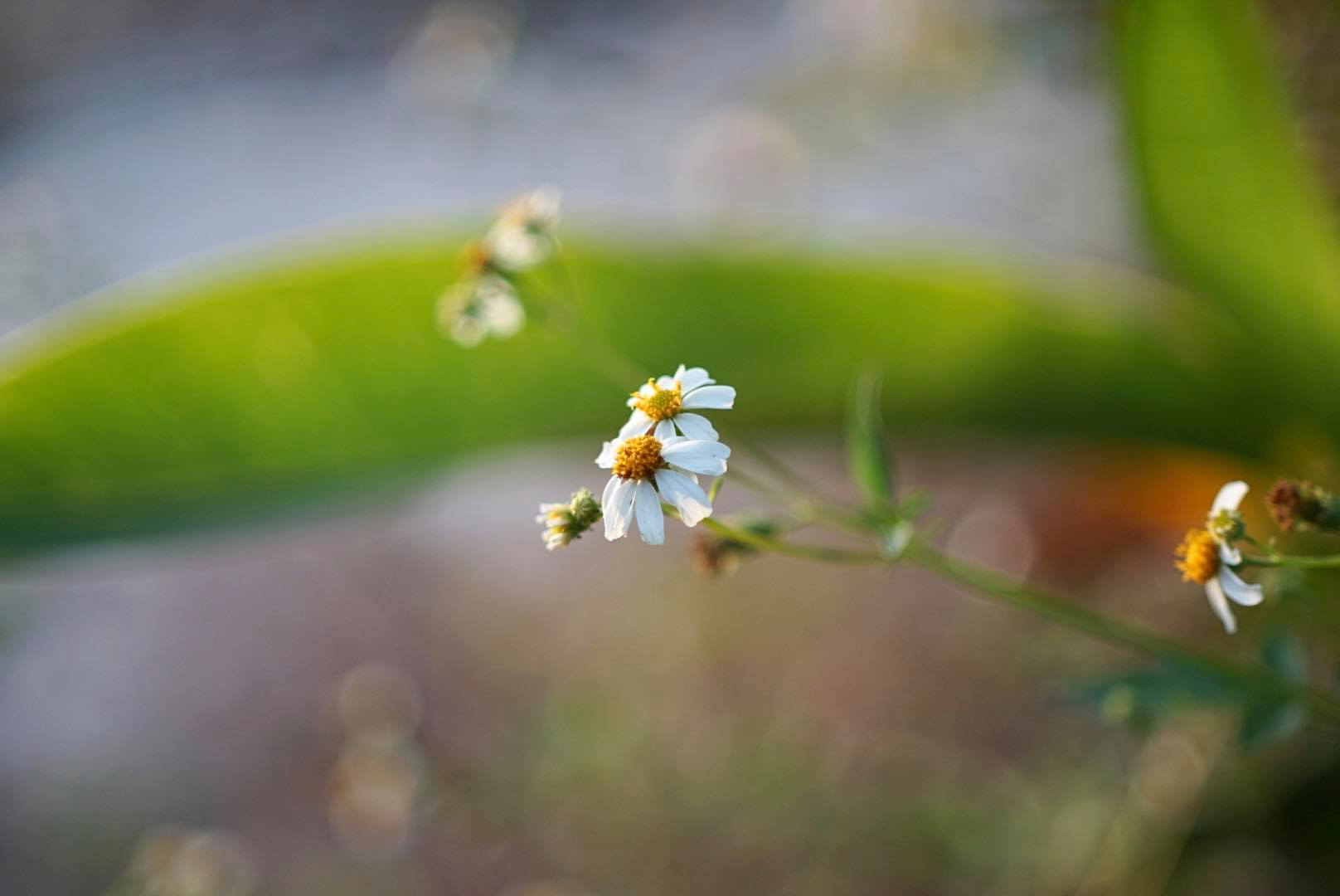CANON LENS FL 50MM. F1.4 II FL MOUNT