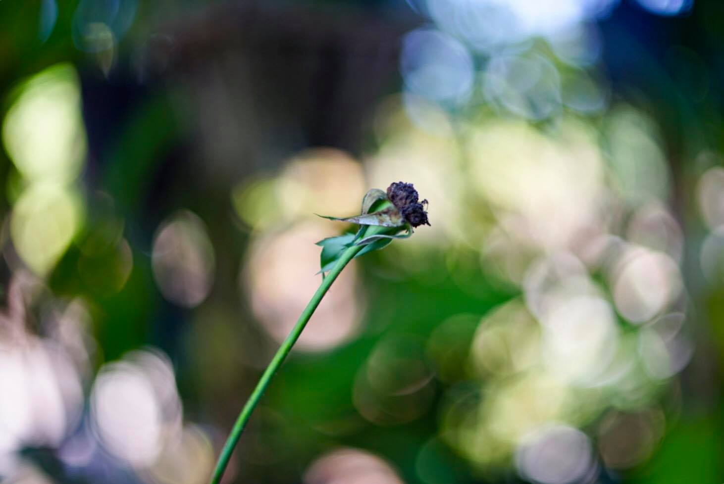 AUTO MAMIYA/SEKOR 55MM.F1.4 M42 MOUNT