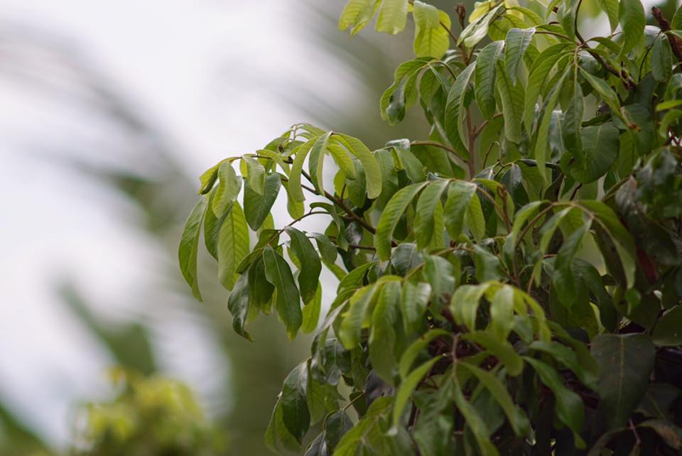 CANON FL LENS 200MM.F4.5 FL MOUNT