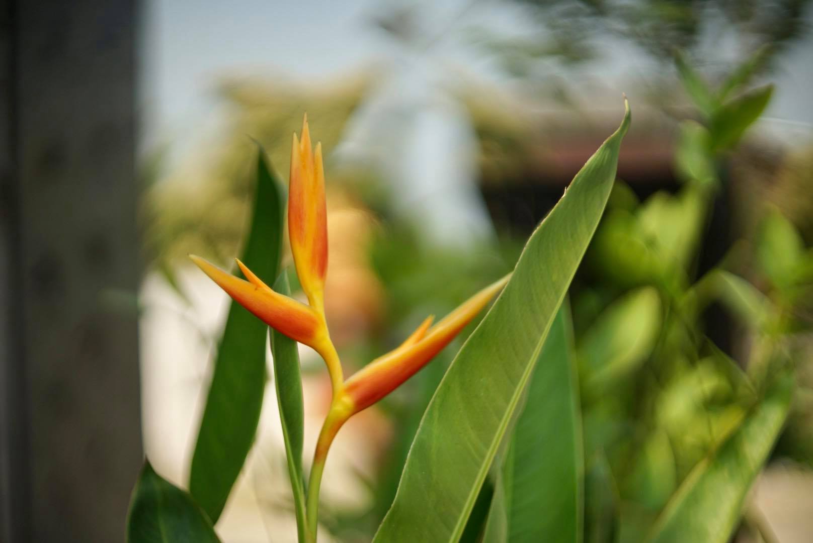 AUTO REVUENON 55MM.F1.4 M42 MOUNT