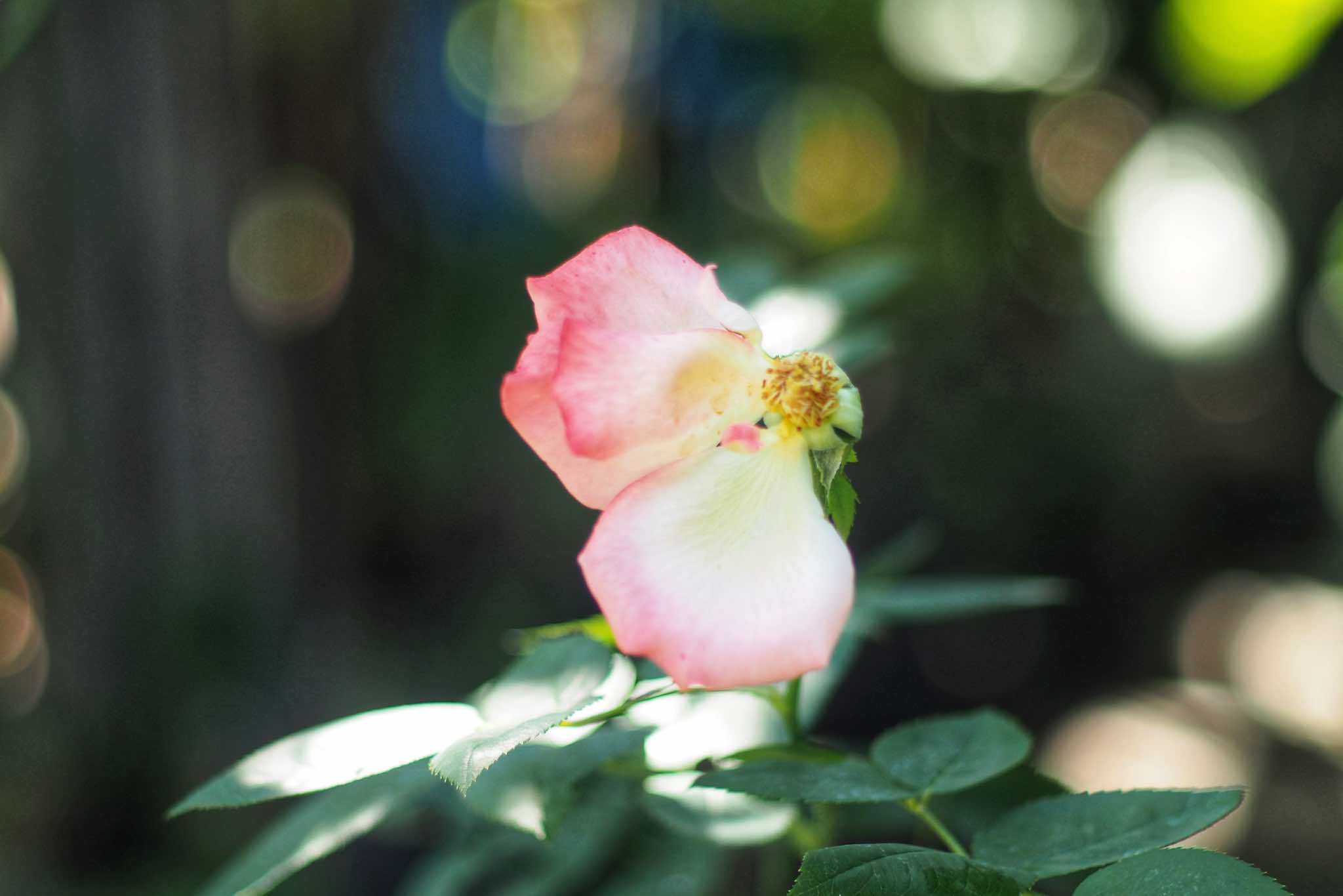 CANON LENS FD 50MM.F2 FD MOUNT