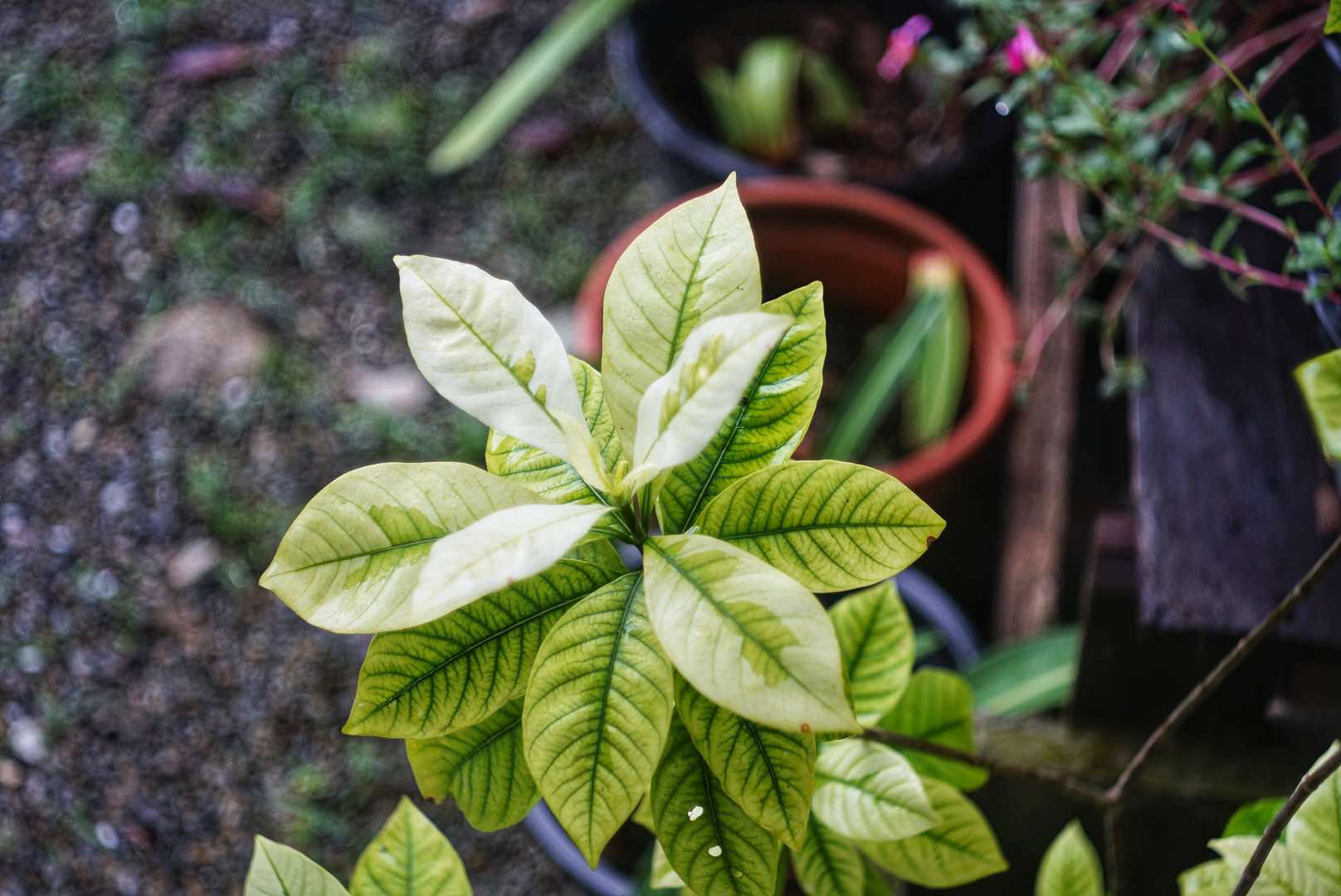 MINOLTA ROKKOR-TD 45MM.F2.8 MODIFIED M39 MOUNT