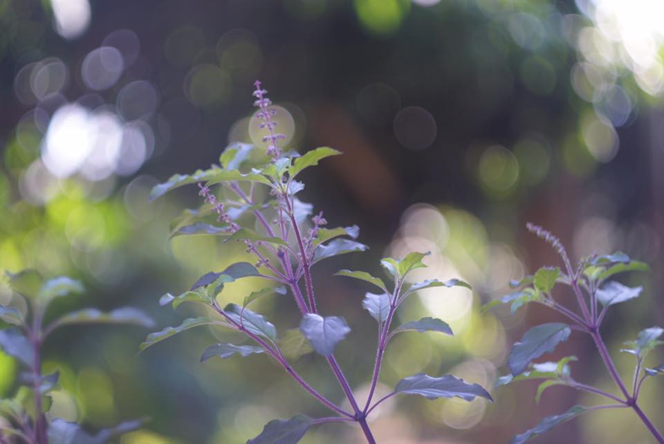 ZENIT HELIOS 44M-4 58MM.F2