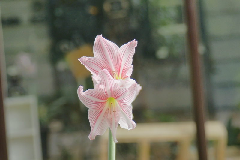 MINOLTA AF ZOOM 24-85MM.F3.5(22)-4.5 SONY A MOUNT