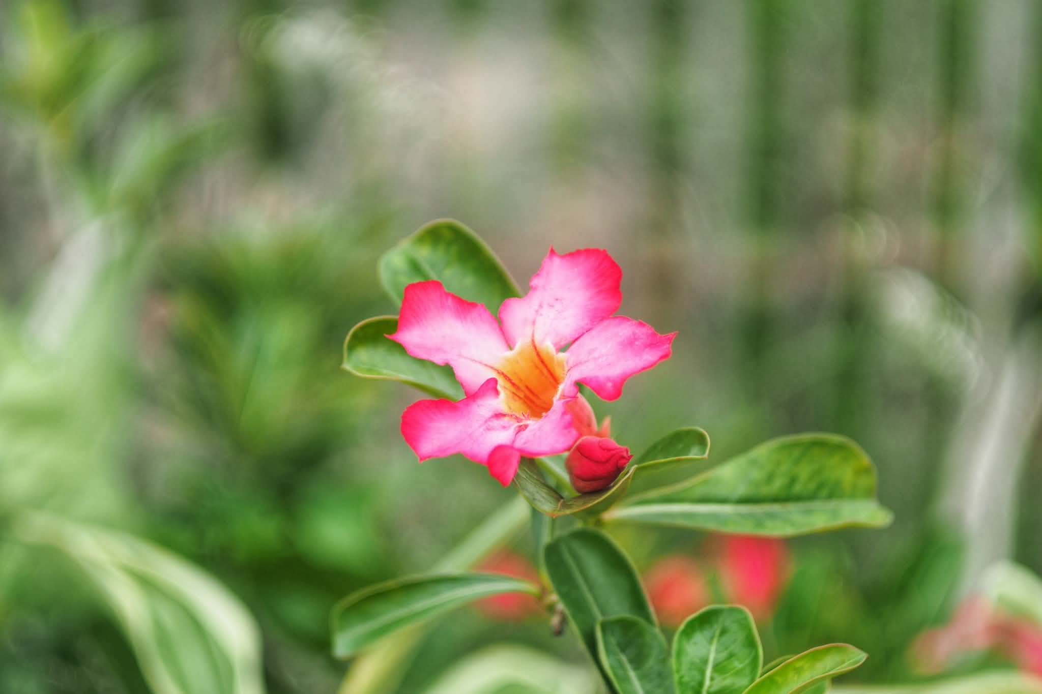 VOIGTLANDER ULTRON 50MM.F2 MODIFY M39 MOUNT