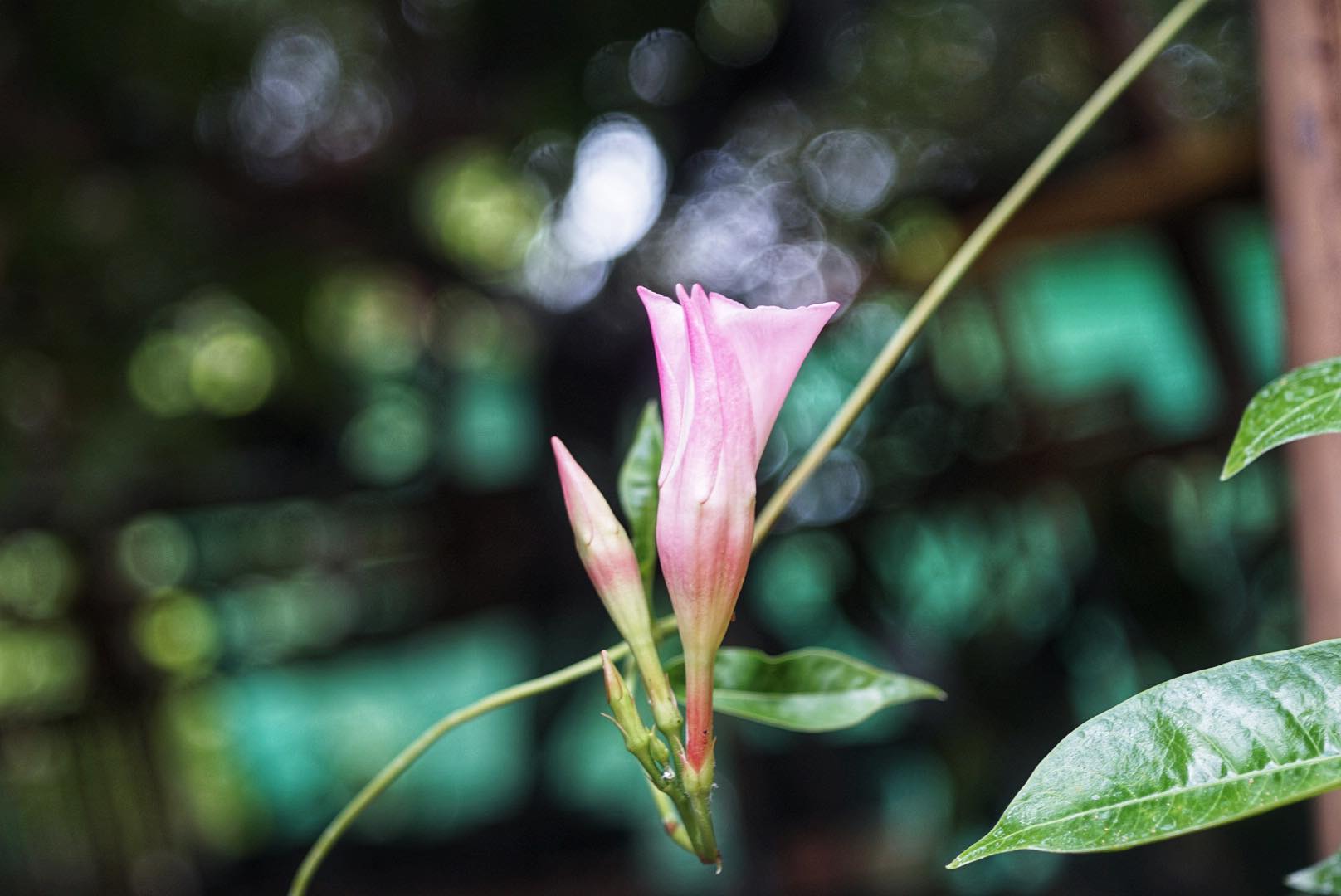 NIKON EL-NIKKOR 50MM.F4 MODIFIED SONY E MOUNT