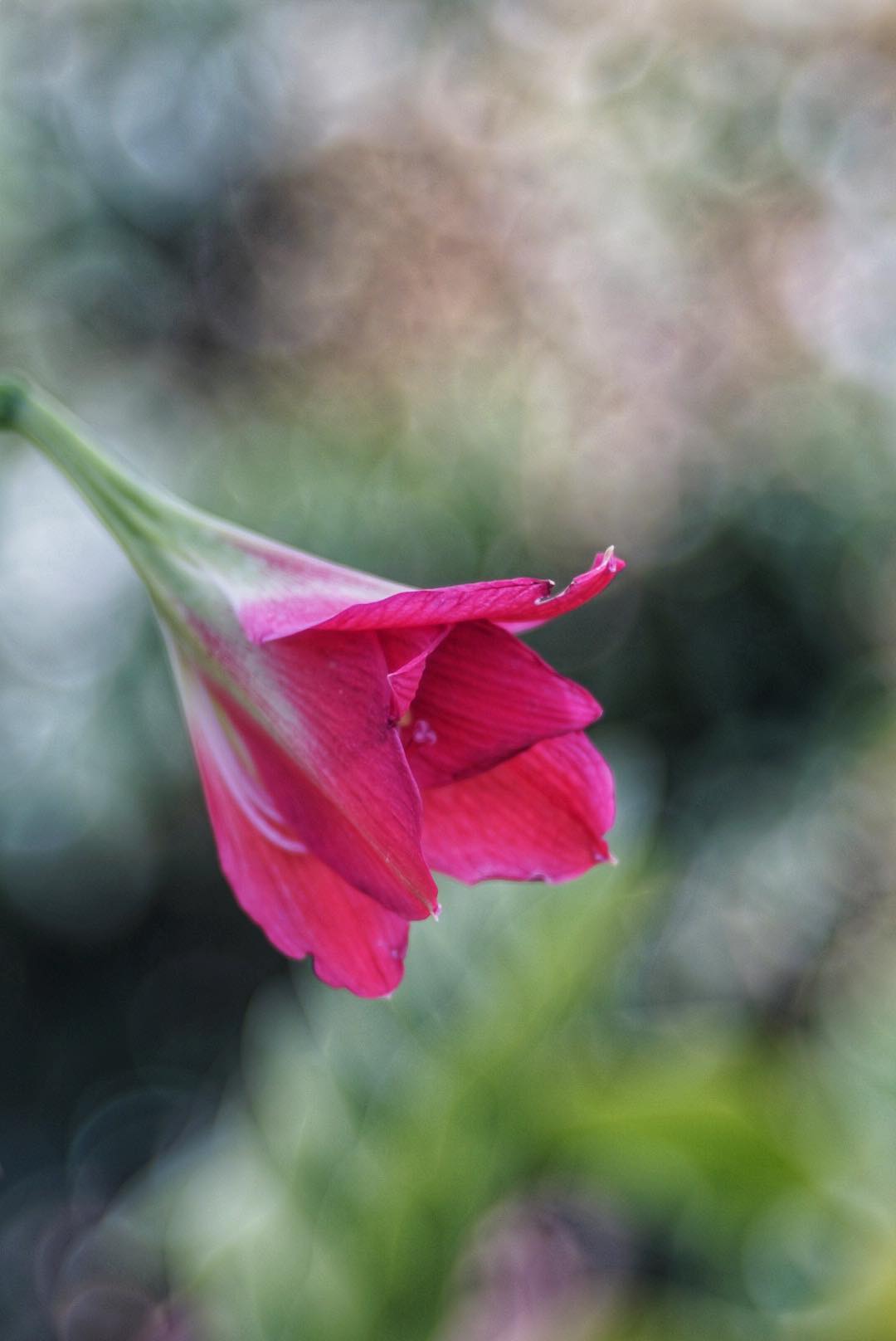 COLOR REVUETAR 85MM.F2.8 MODIFIED M42 MOUNT